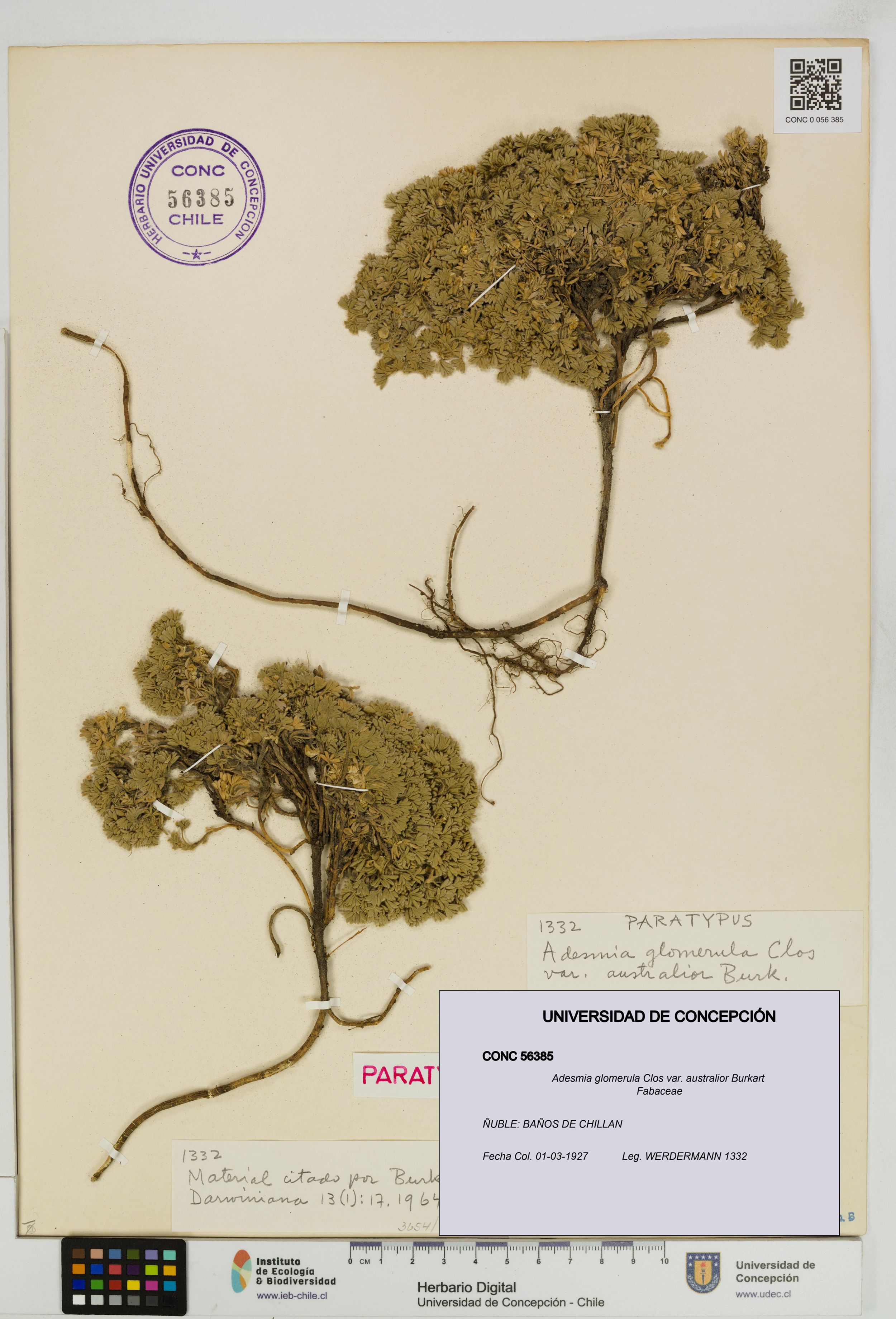 Adesmia glomerula [Espécimen: ]
