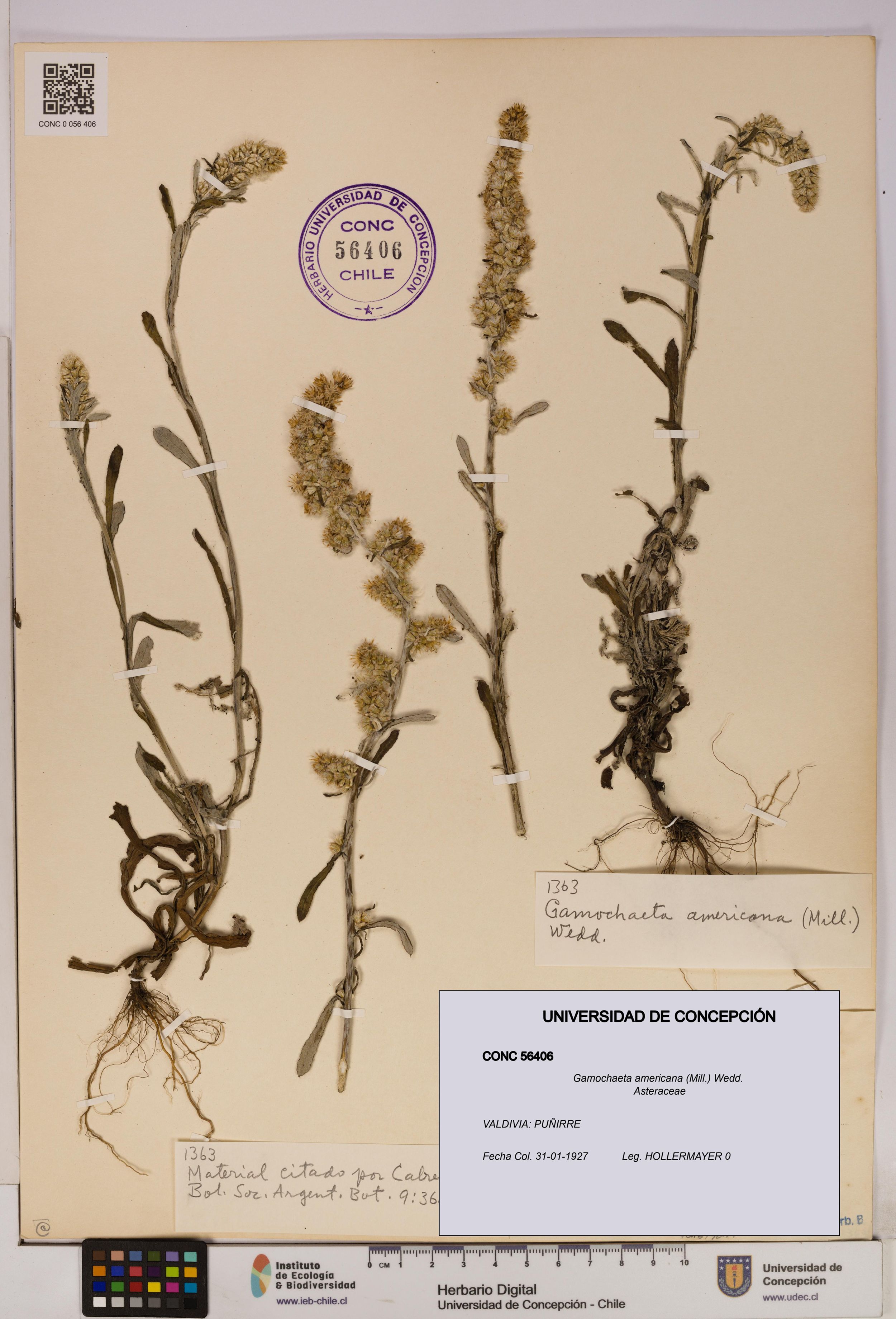 Gamochaeta americana [Espécimen: ]