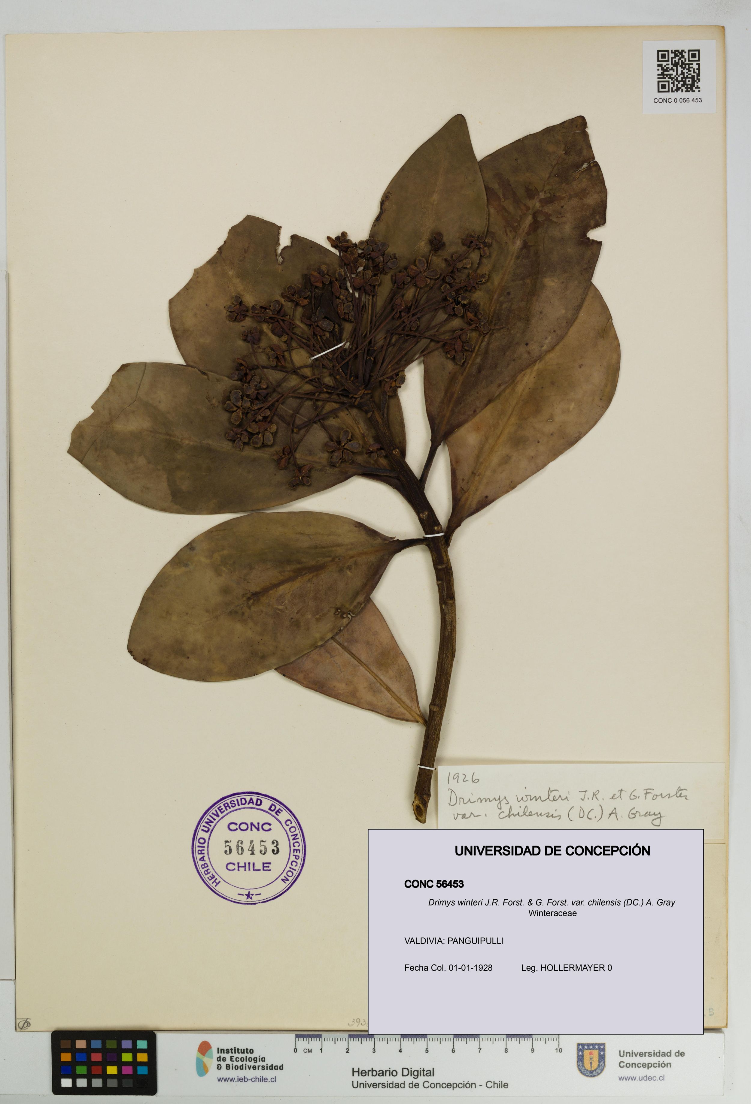 Drimys winteri var. chilensis [Espécimen: ]