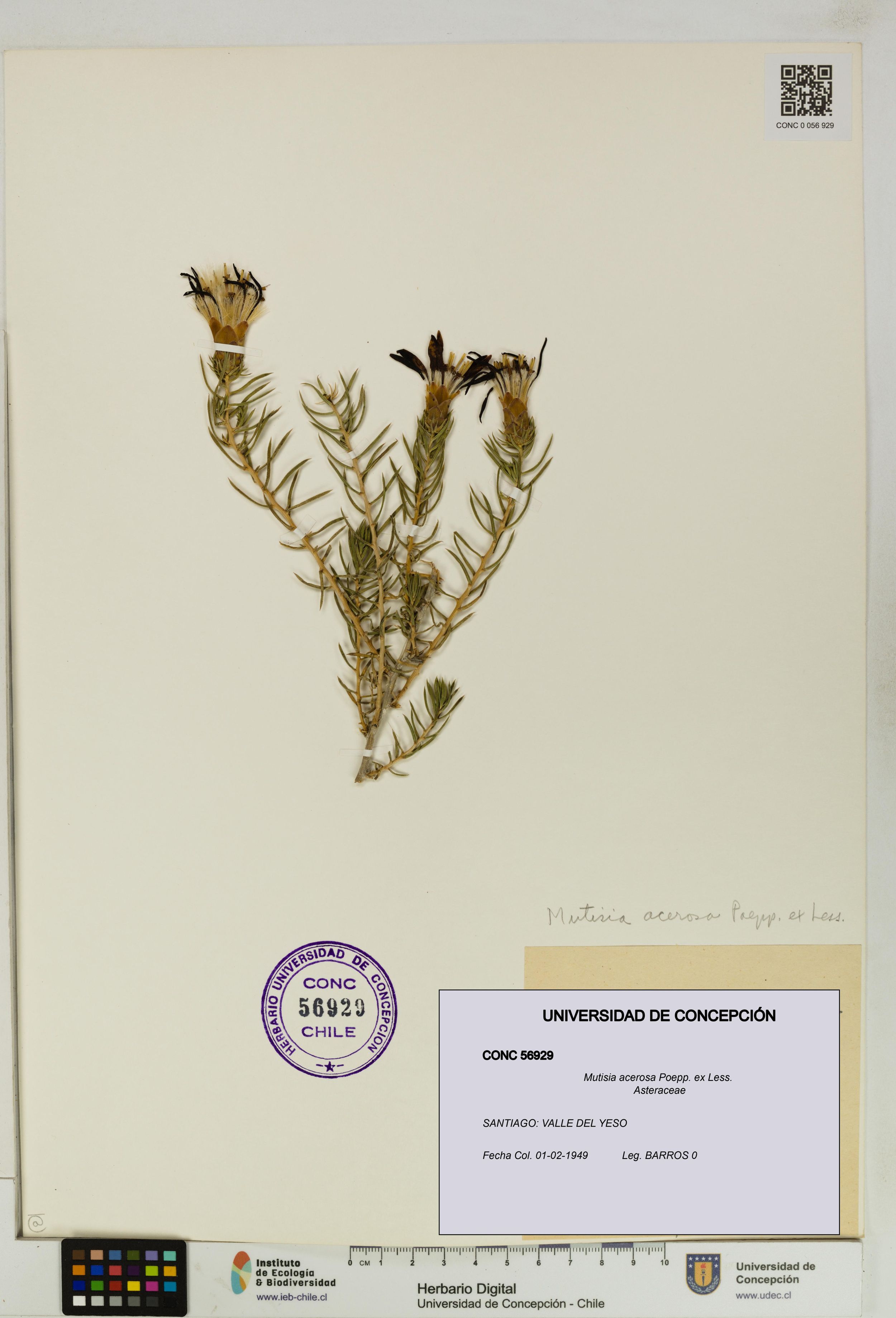 Mutisia acerosa [Espécimen: ]