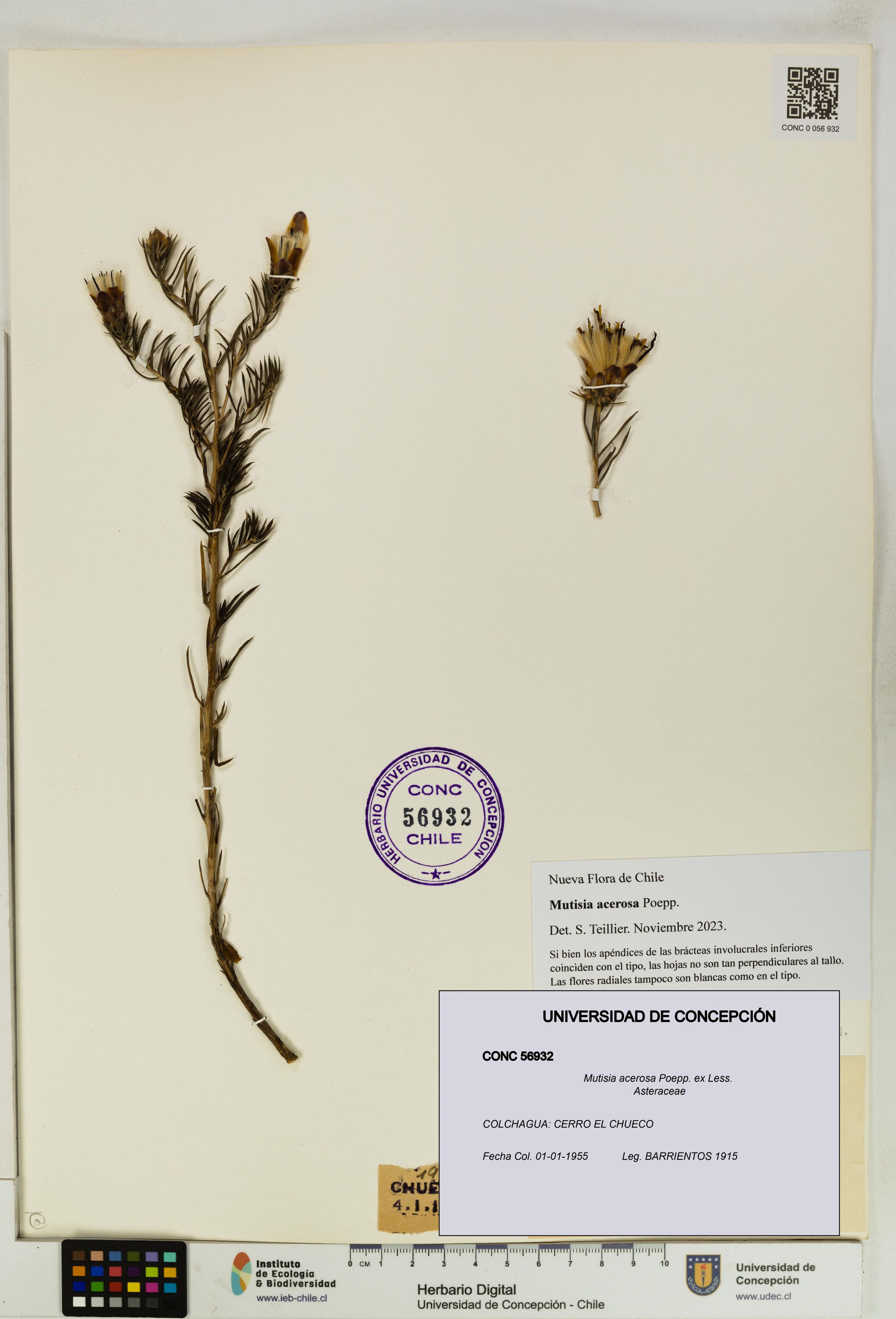 Mutisia acerosa [Espécimen: ]
