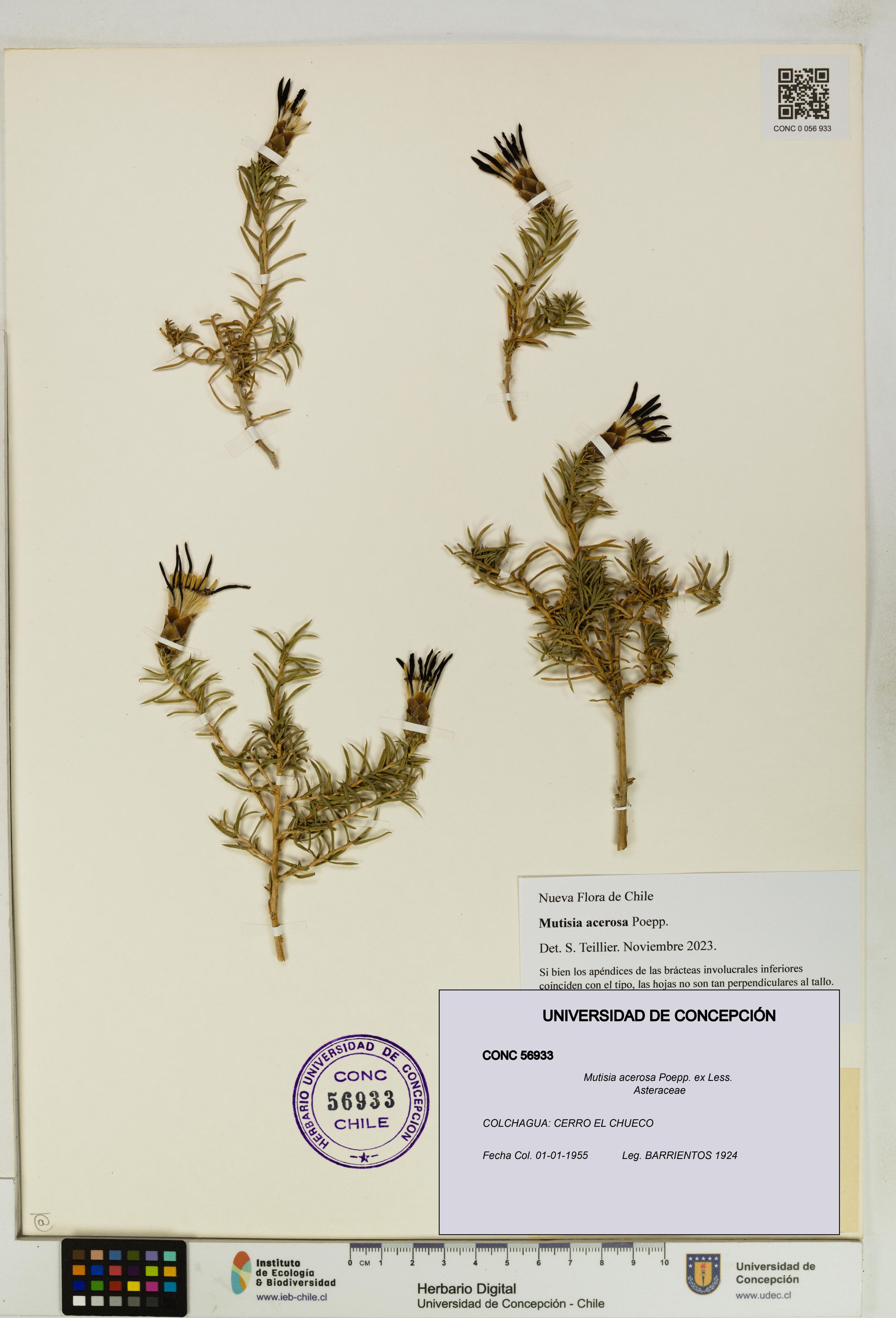 Mutisia acerosa [Espécimen: ]