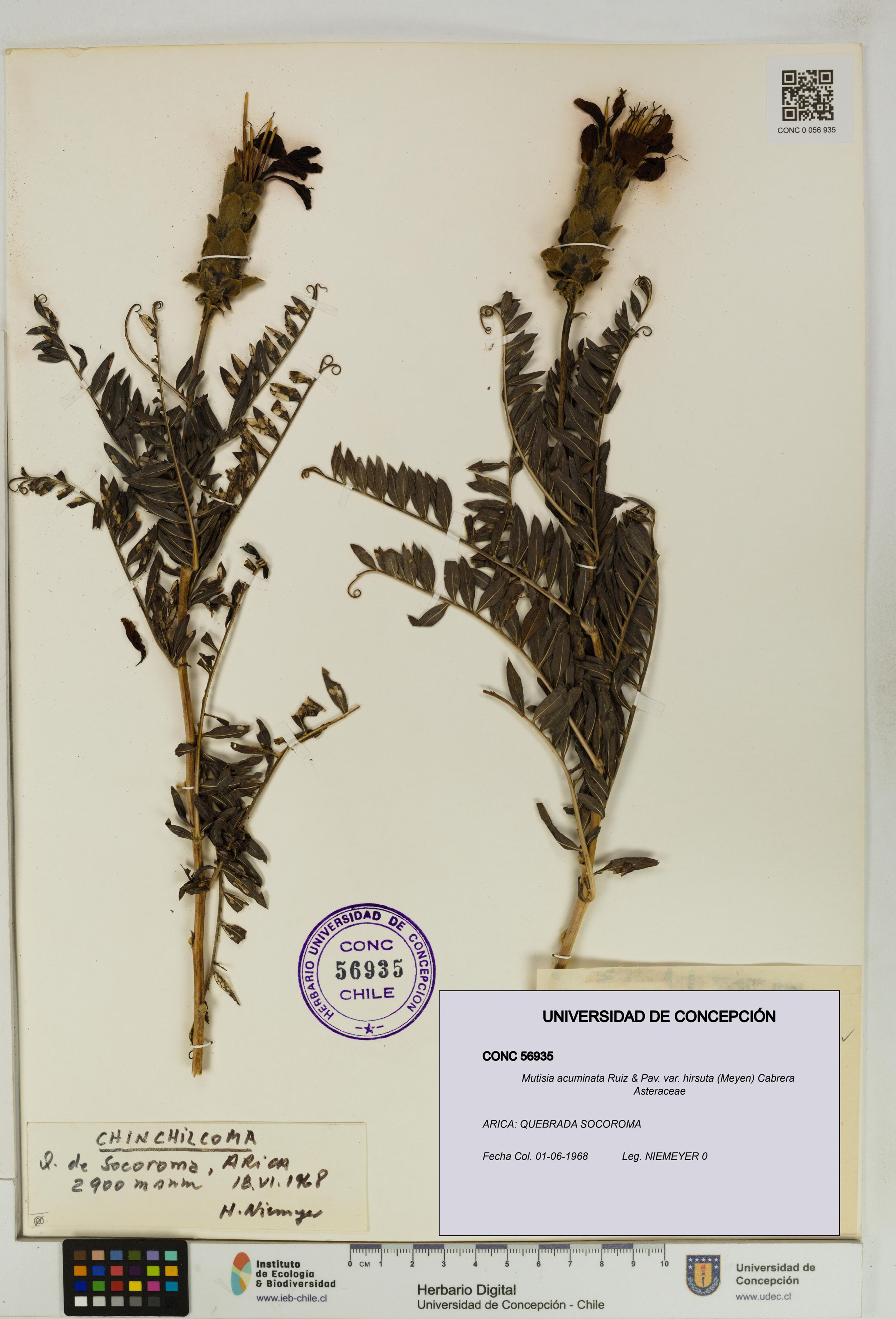 Mutisia acuminata var. hirsuta [Espécimen: ]
