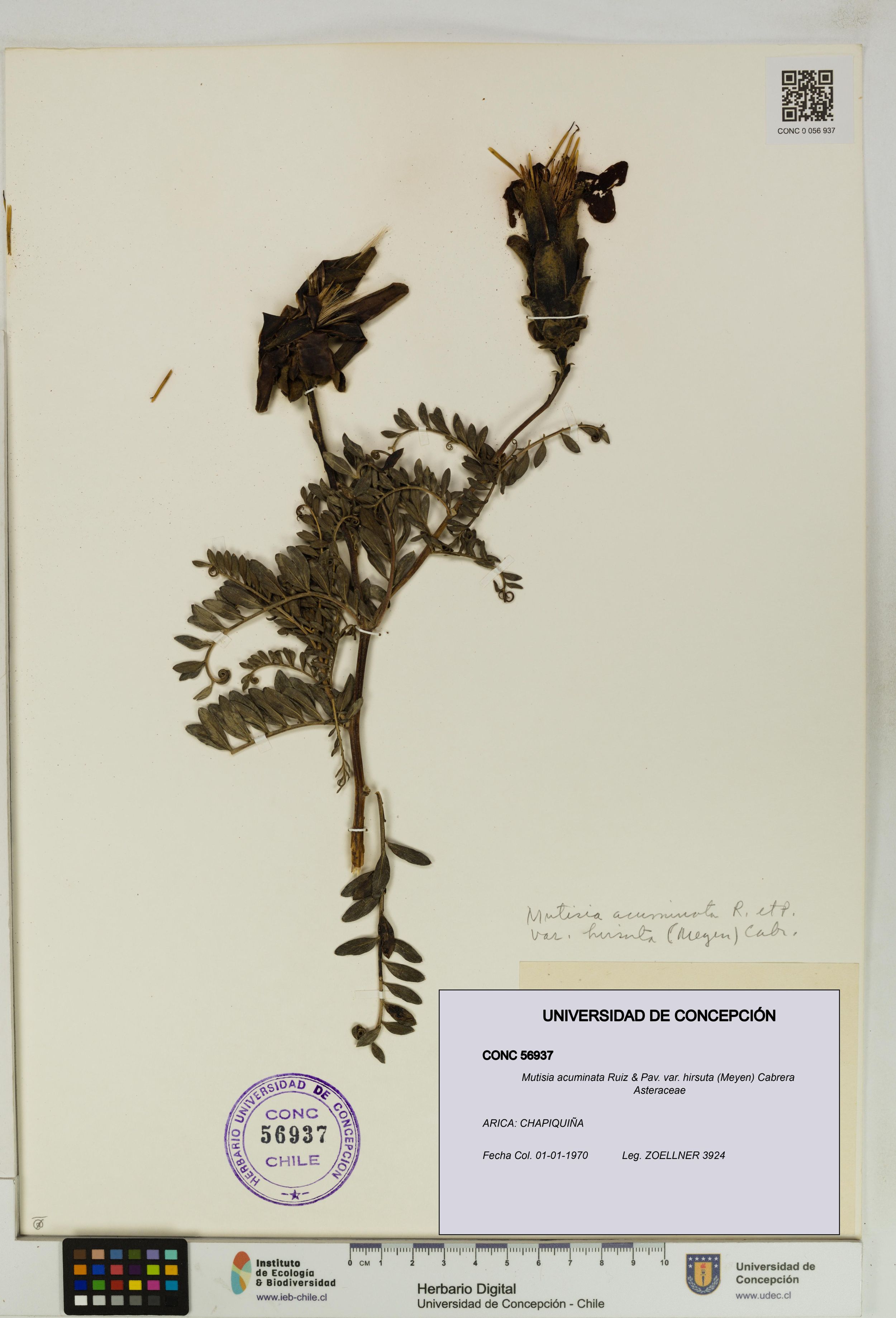 Mutisia acuminata var. hirsuta [Espécimen: ]