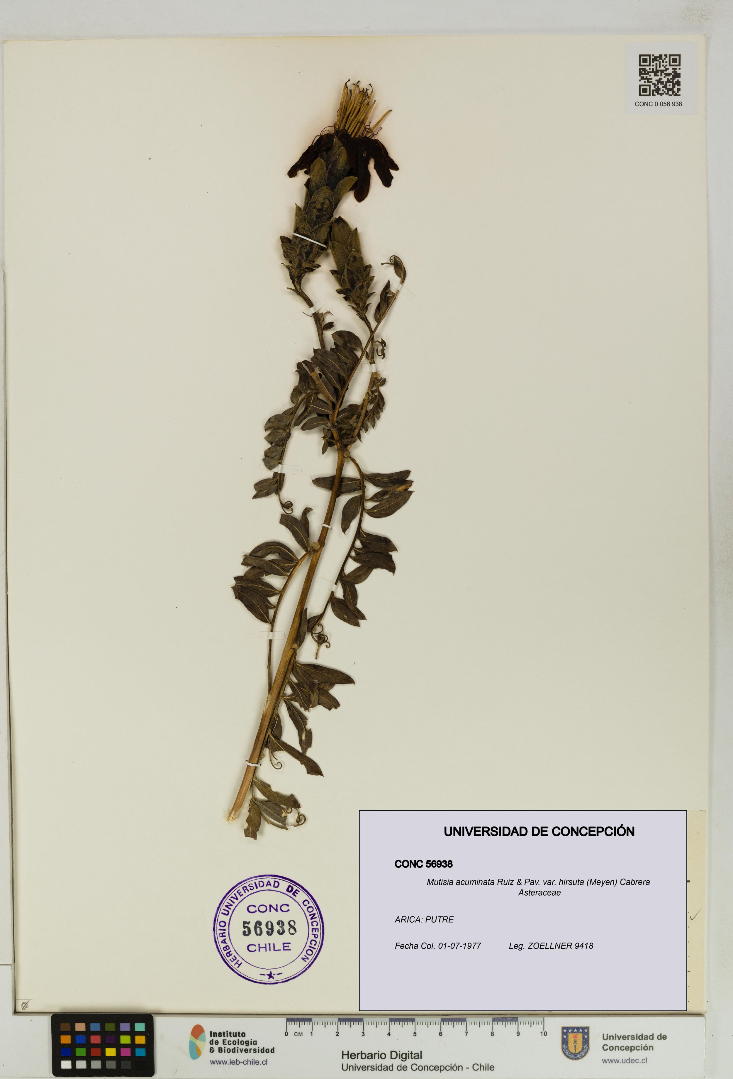 Mutisia acuminata var. hirsuta [Espécimen: ]