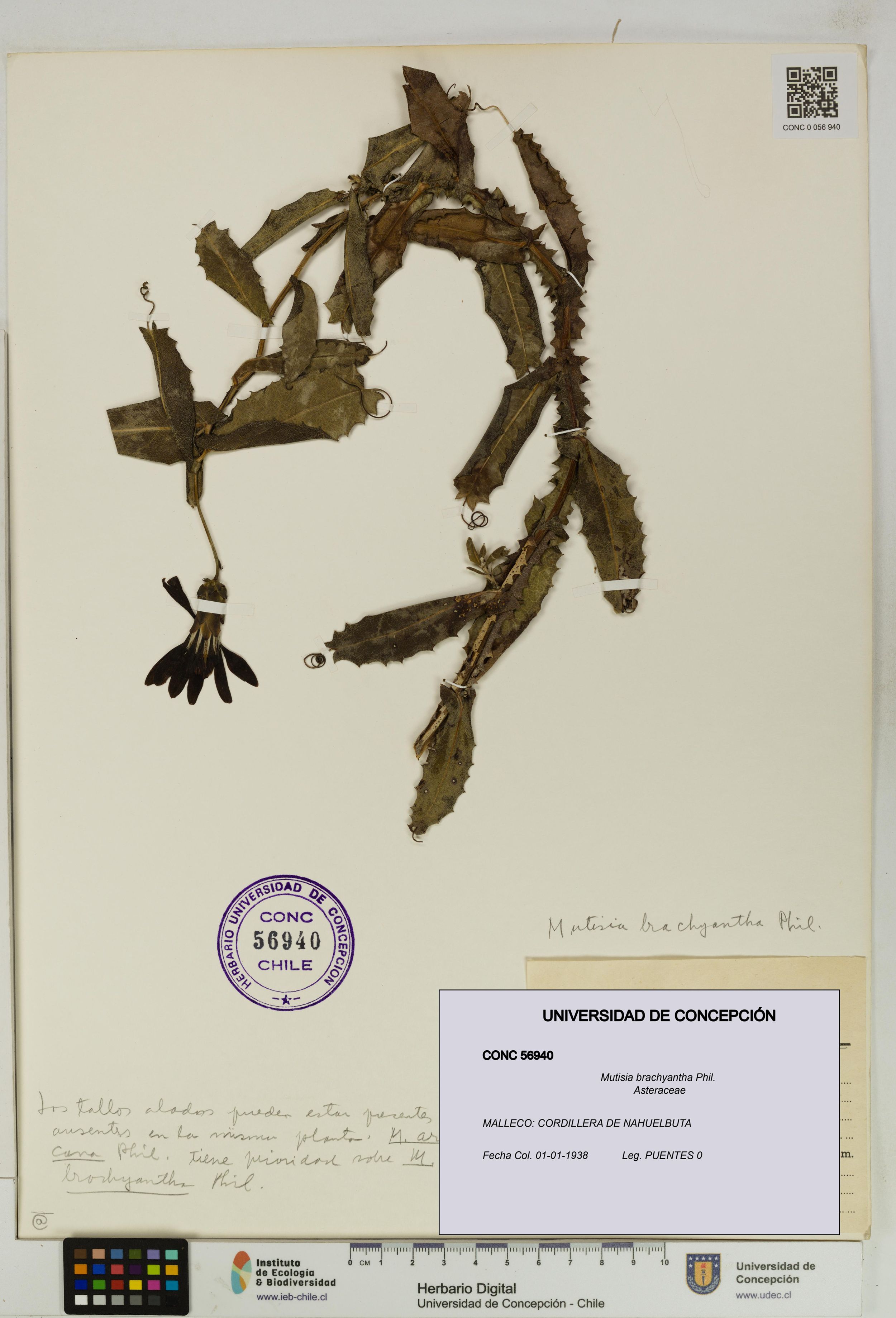 Mutisia brachyantha [Espécimen: ]