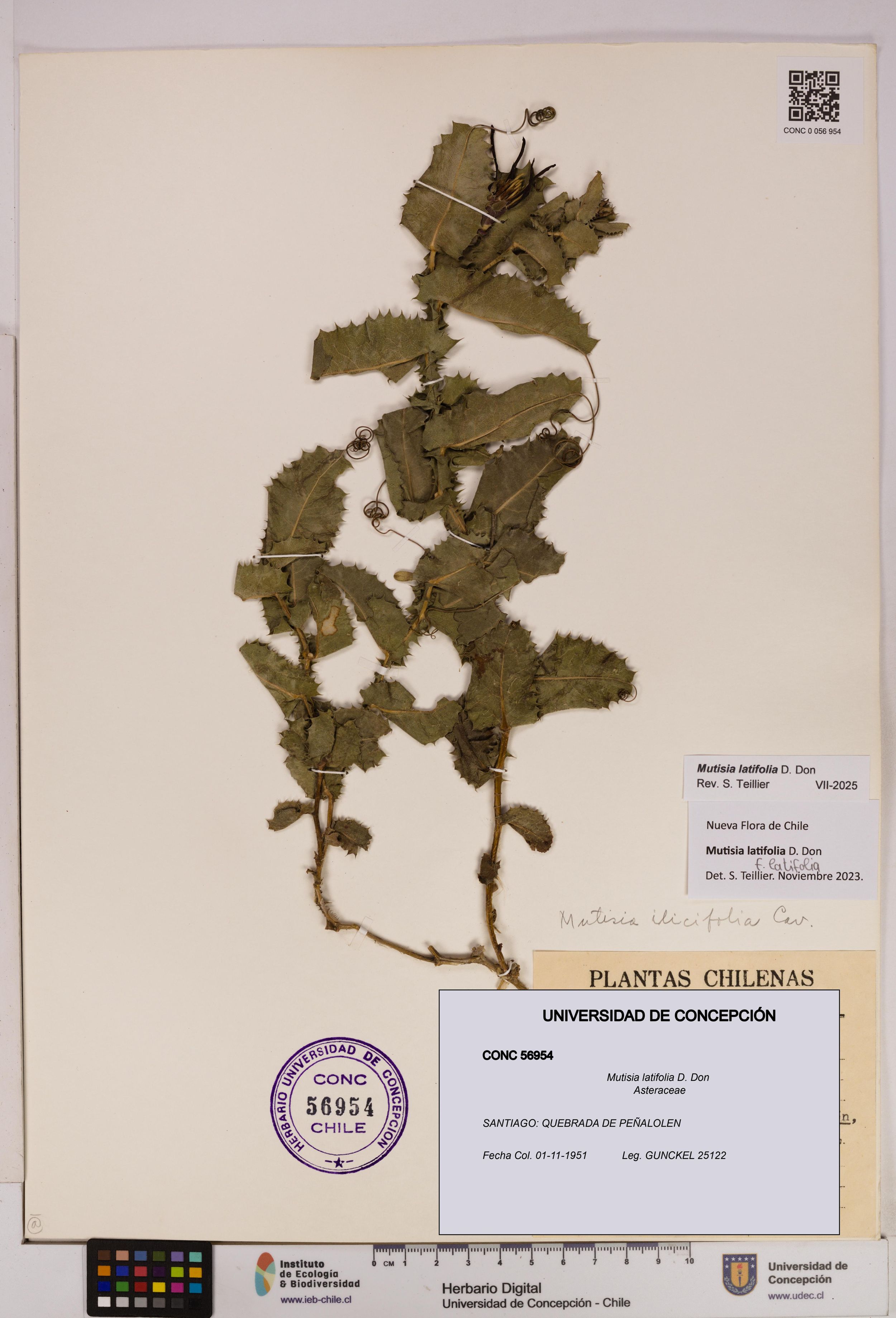 Mutisia latifolia [Espécimen: ]