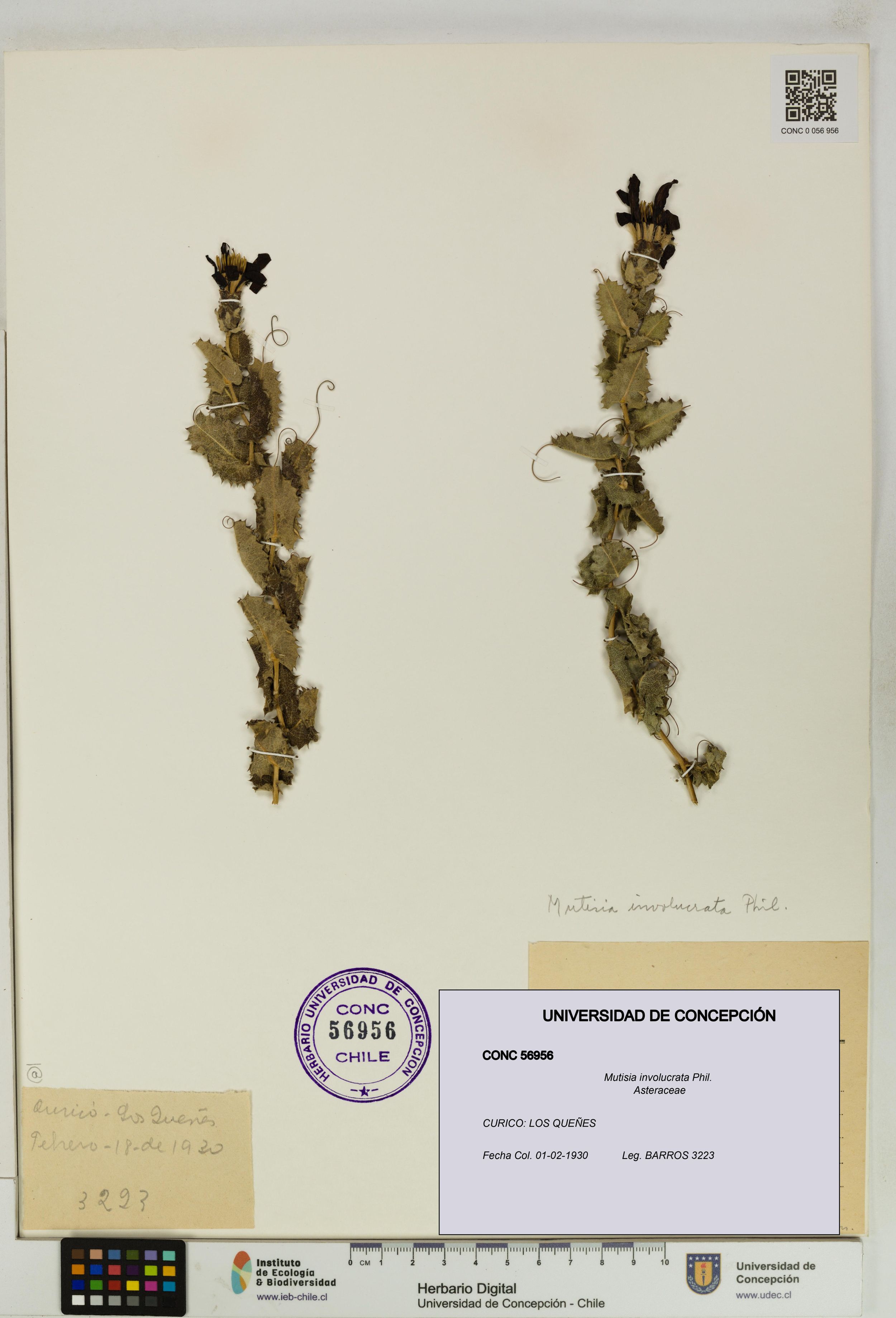 Mutisia involucrata [Espécimen: ]