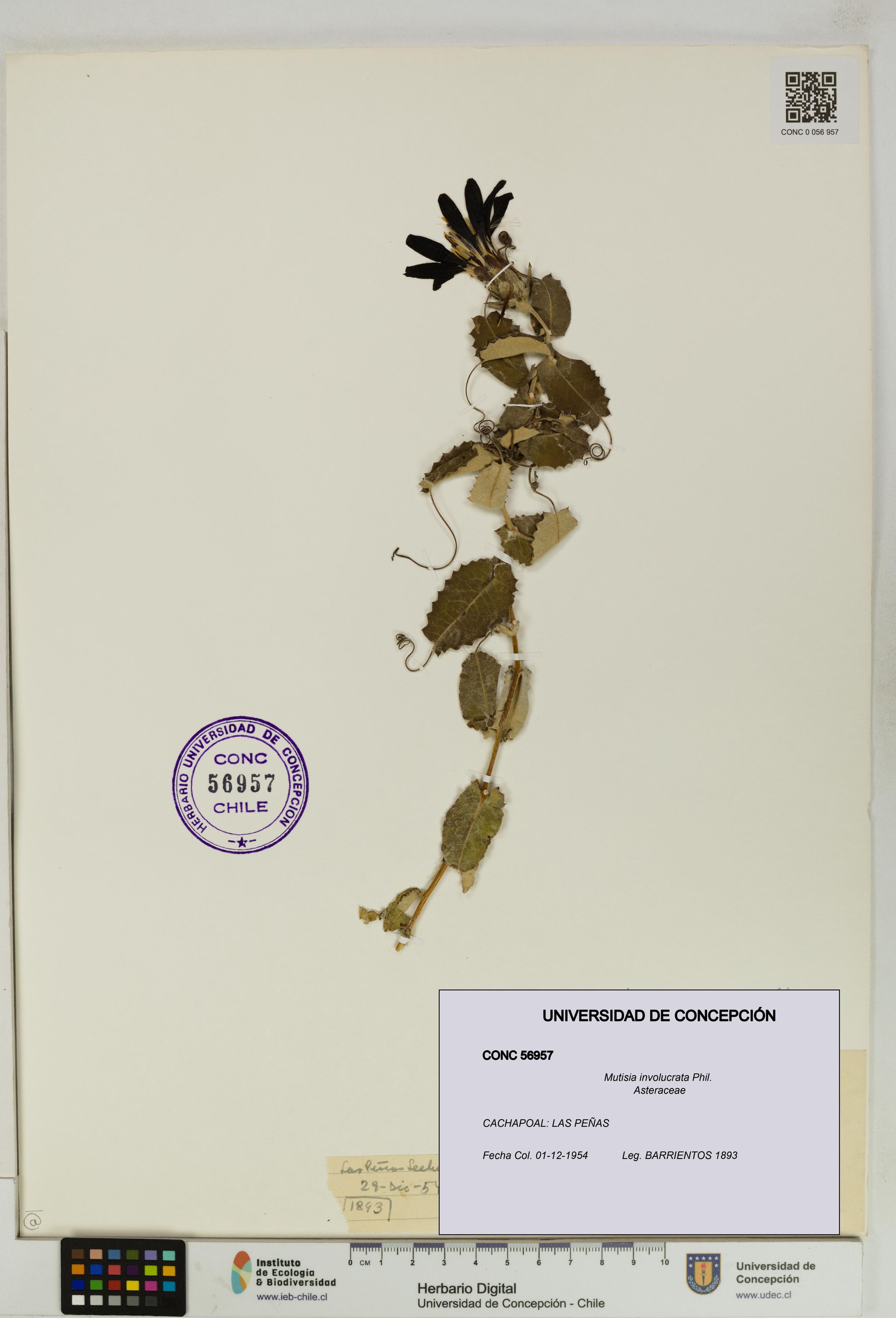 Mutisia involucrata [Espécimen: ]