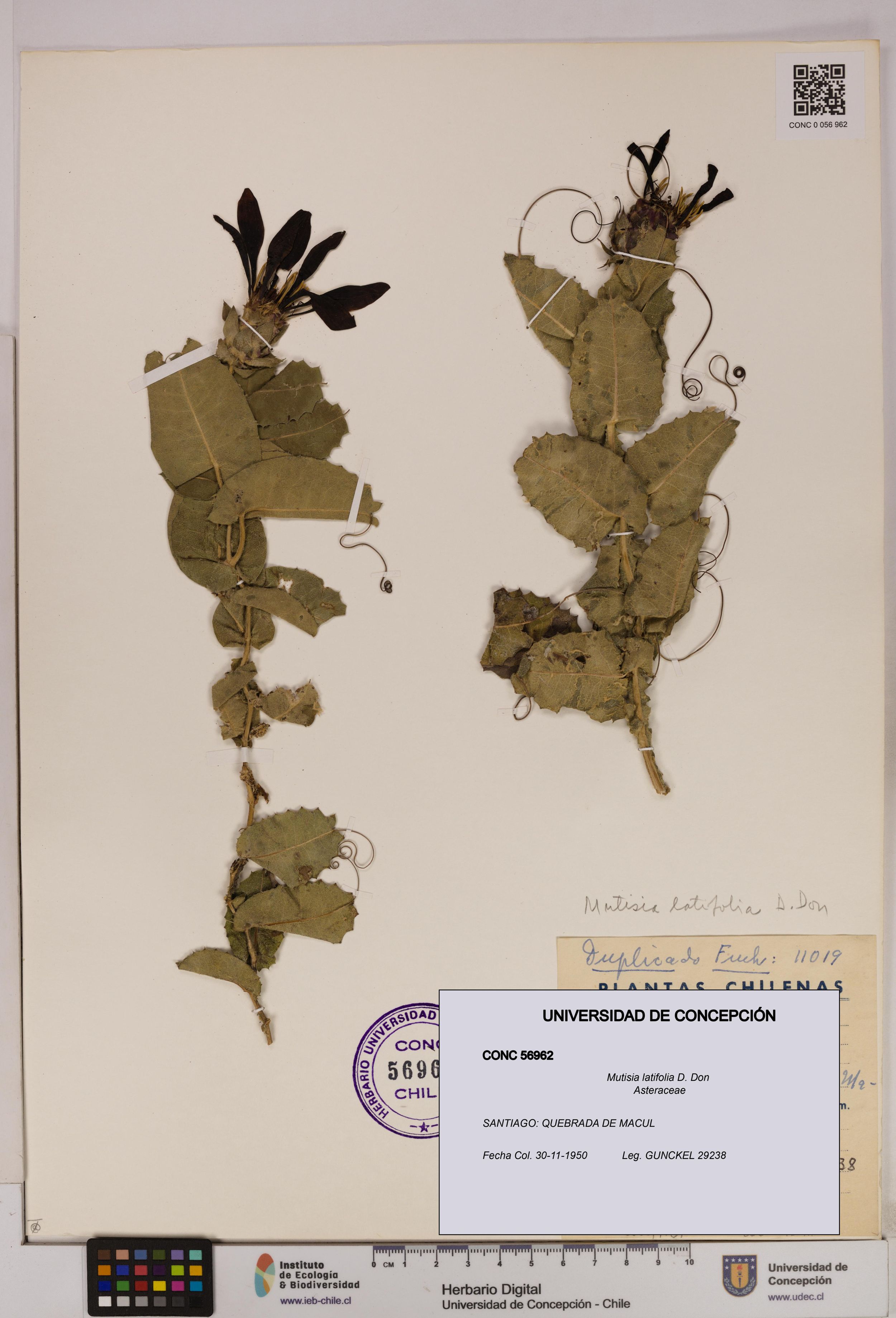 Mutisia latifolia [Espécimen: ]