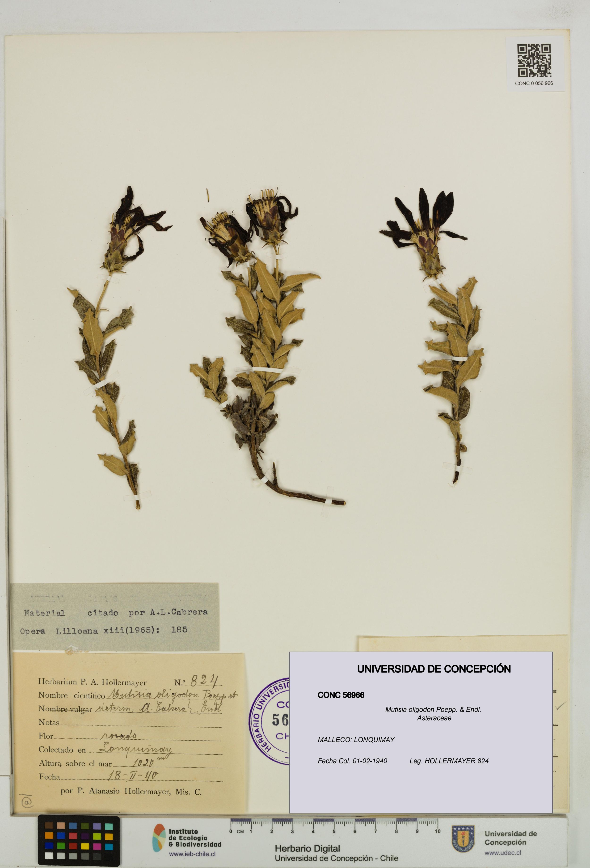 Mutisia oligodon [Espécimen: ]