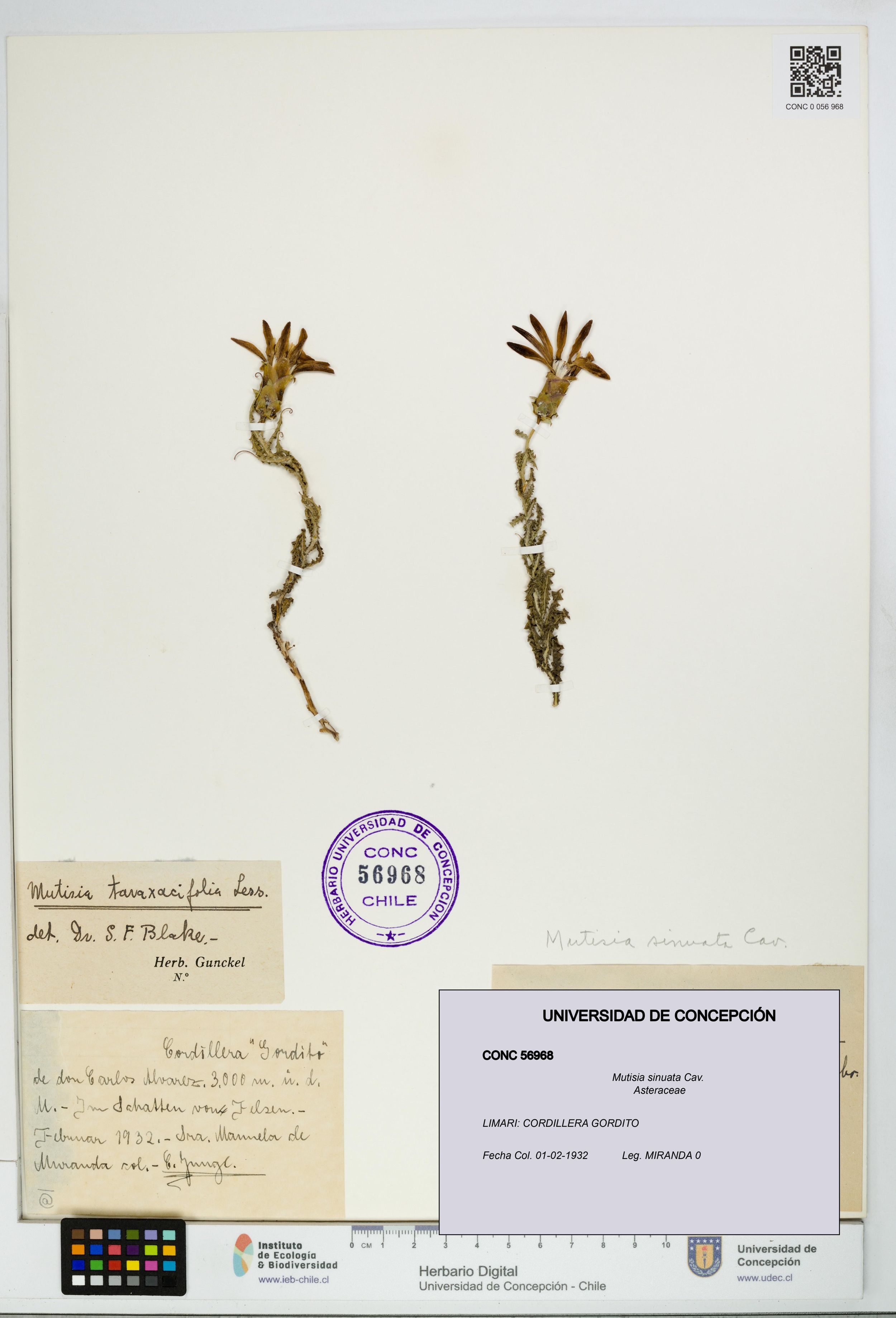 Mutisia sinuata [Espécimen: ]