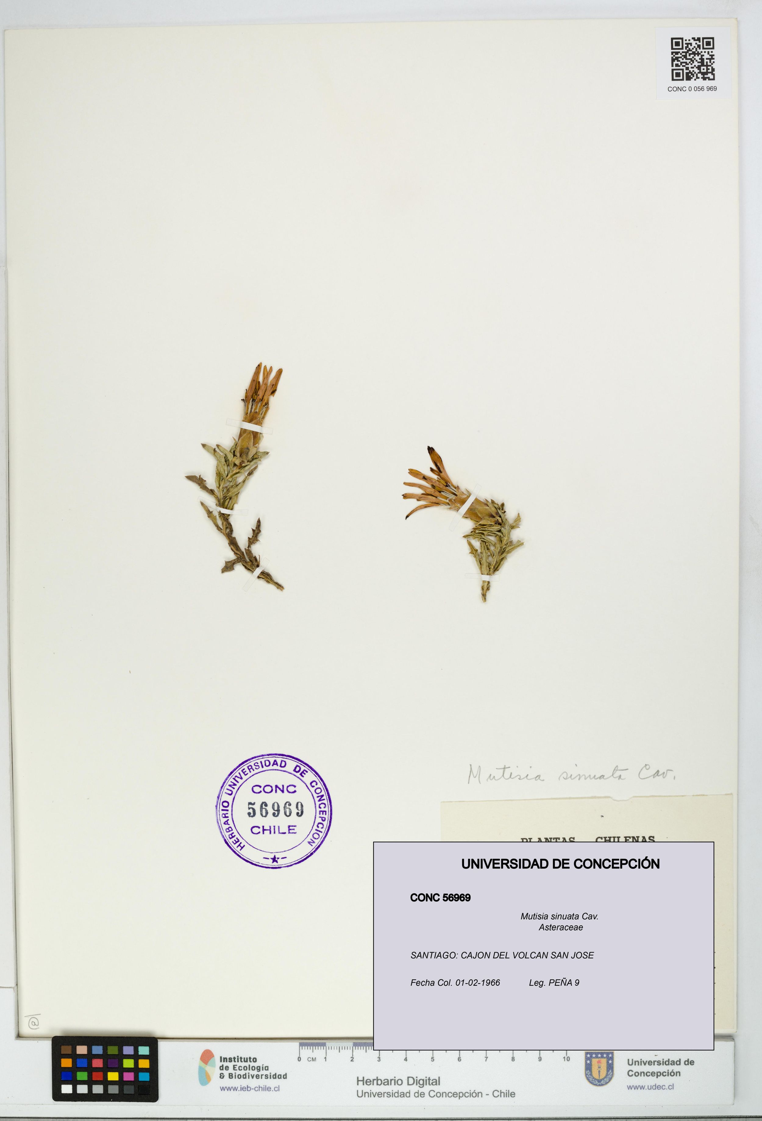Mutisia sinuata [Espécimen: ]