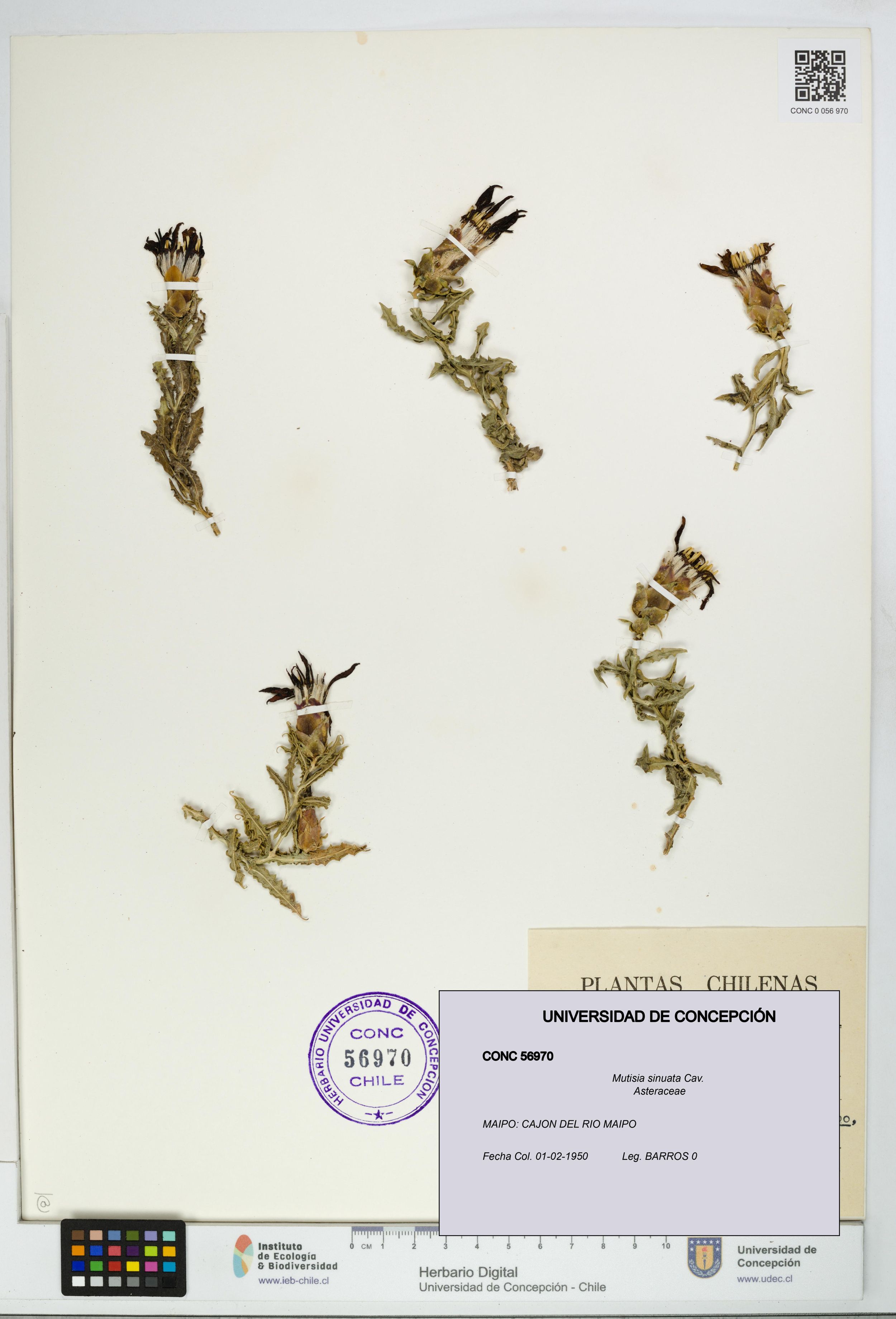 Mutisia sinuata [Espécimen: ]