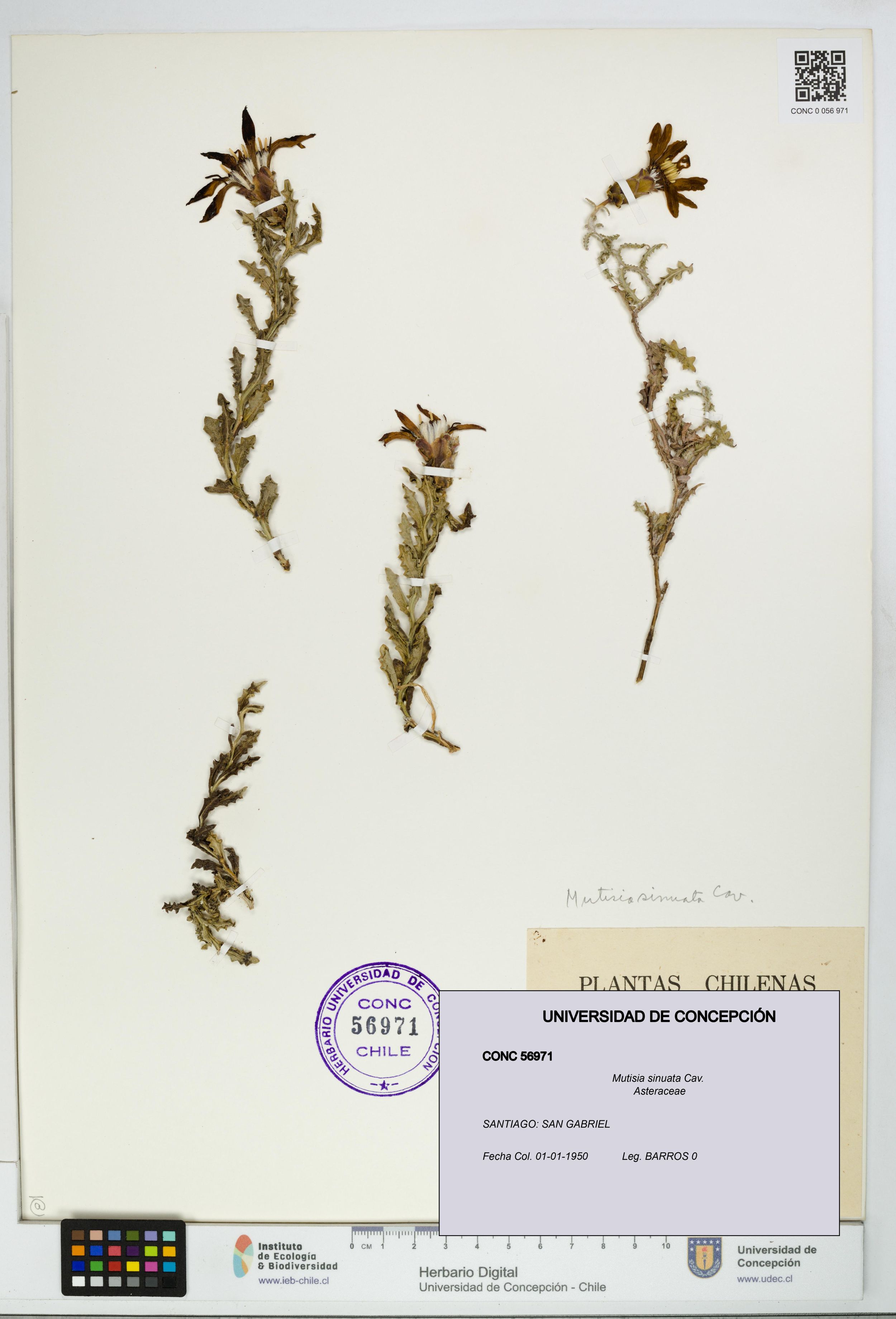 Mutisia sinuata [Espécimen: ]