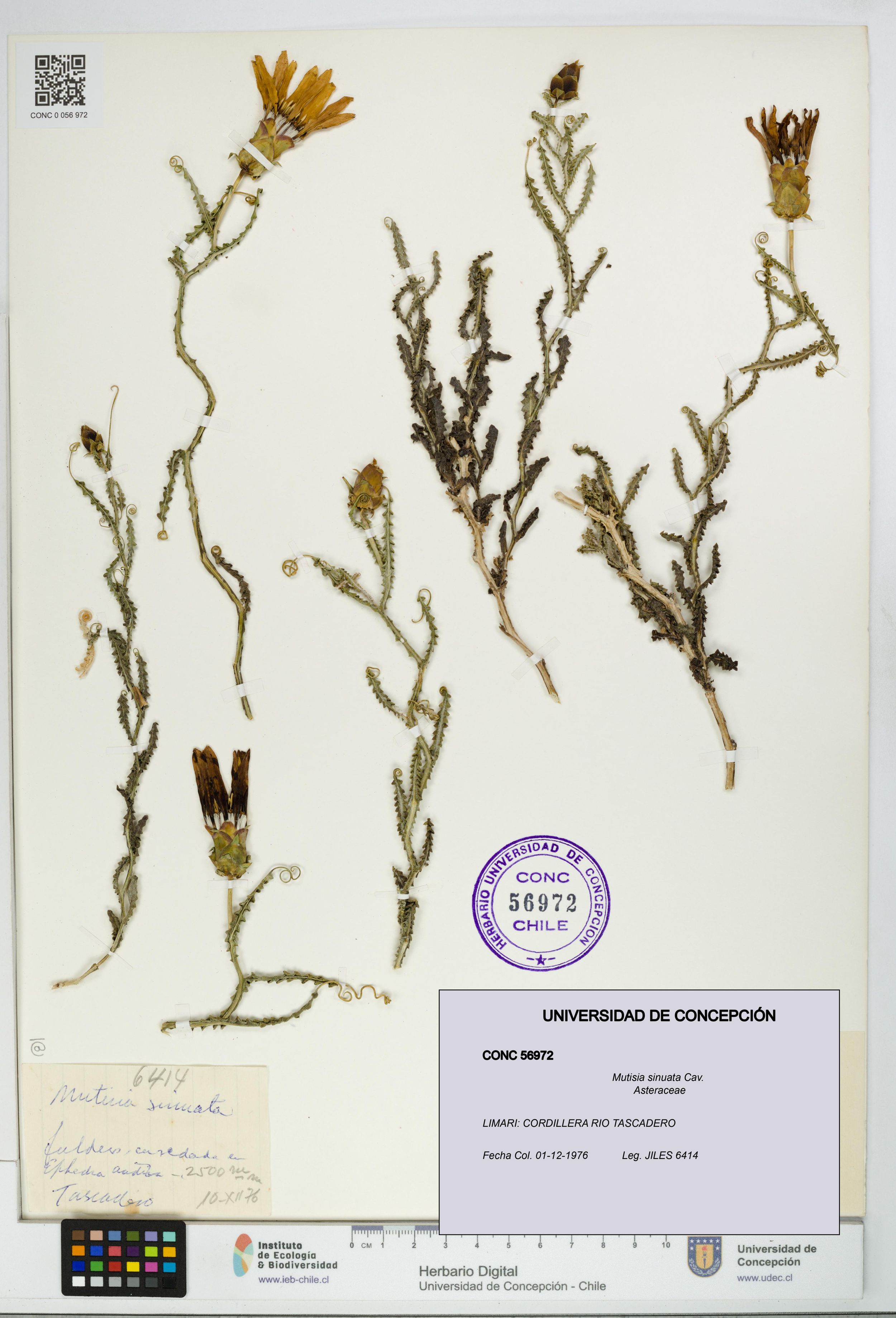 Mutisia sinuata [Espécimen: ]