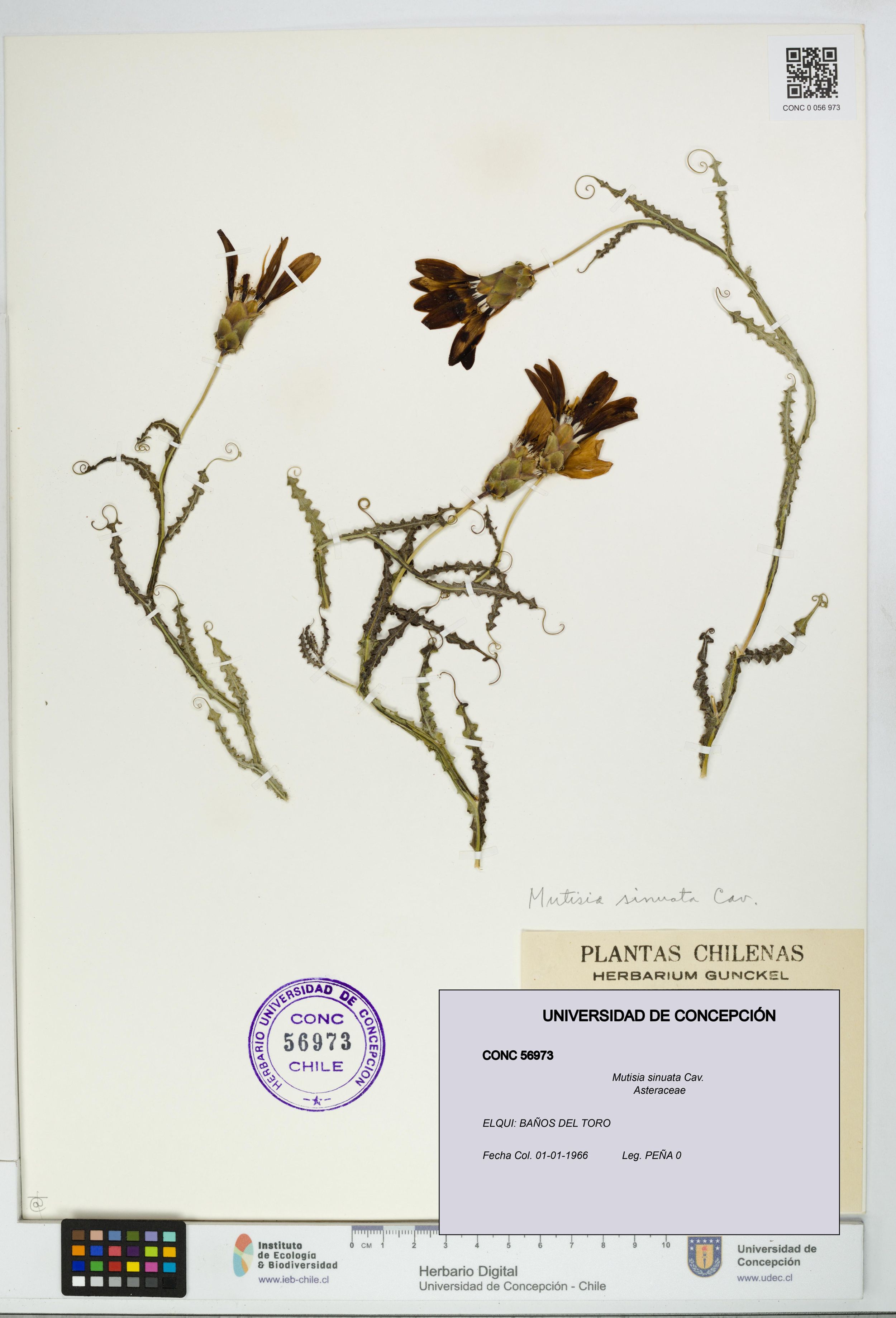 Mutisia sinuata [Espécimen: ]