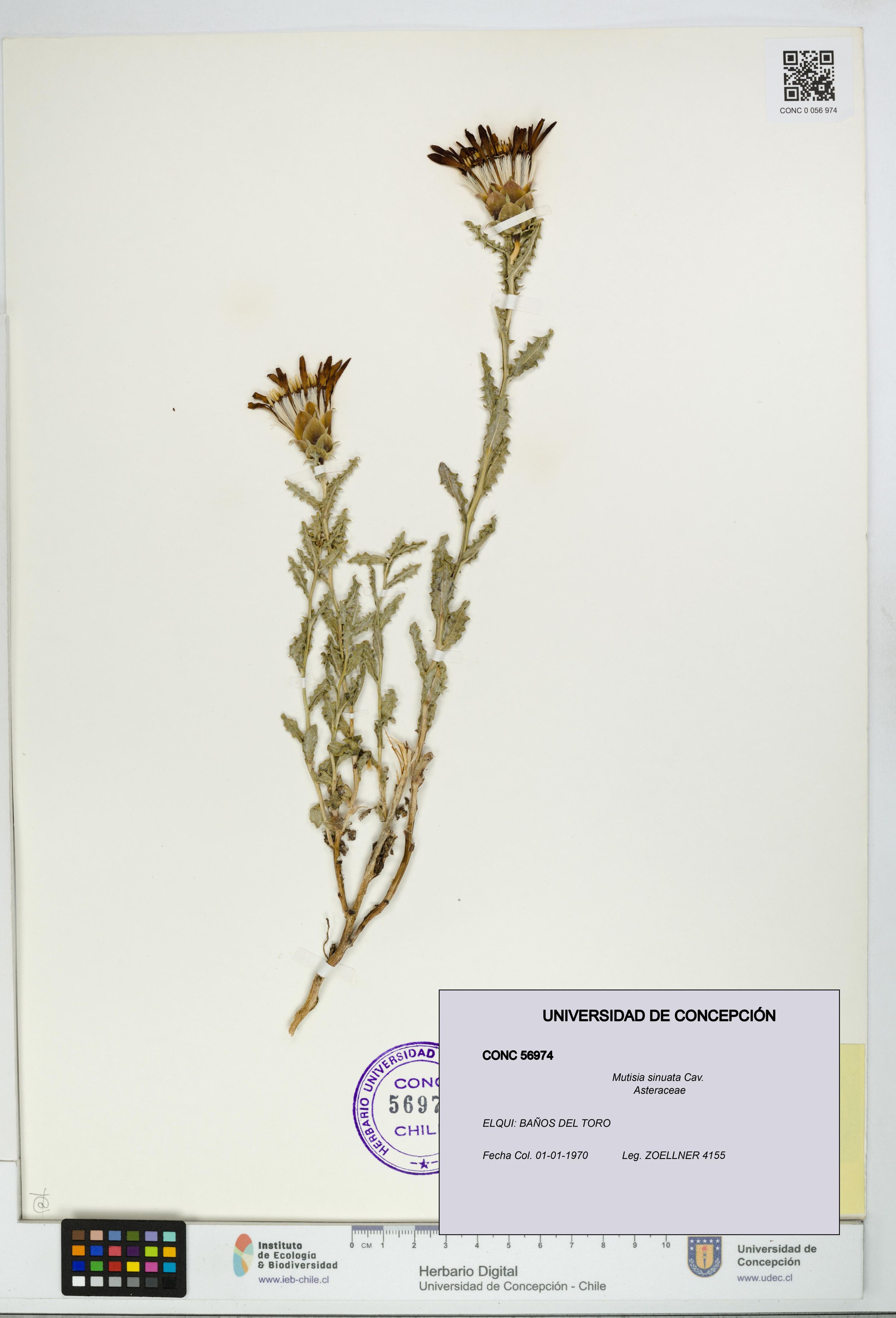 Mutisia sinuata [Espécimen: ]