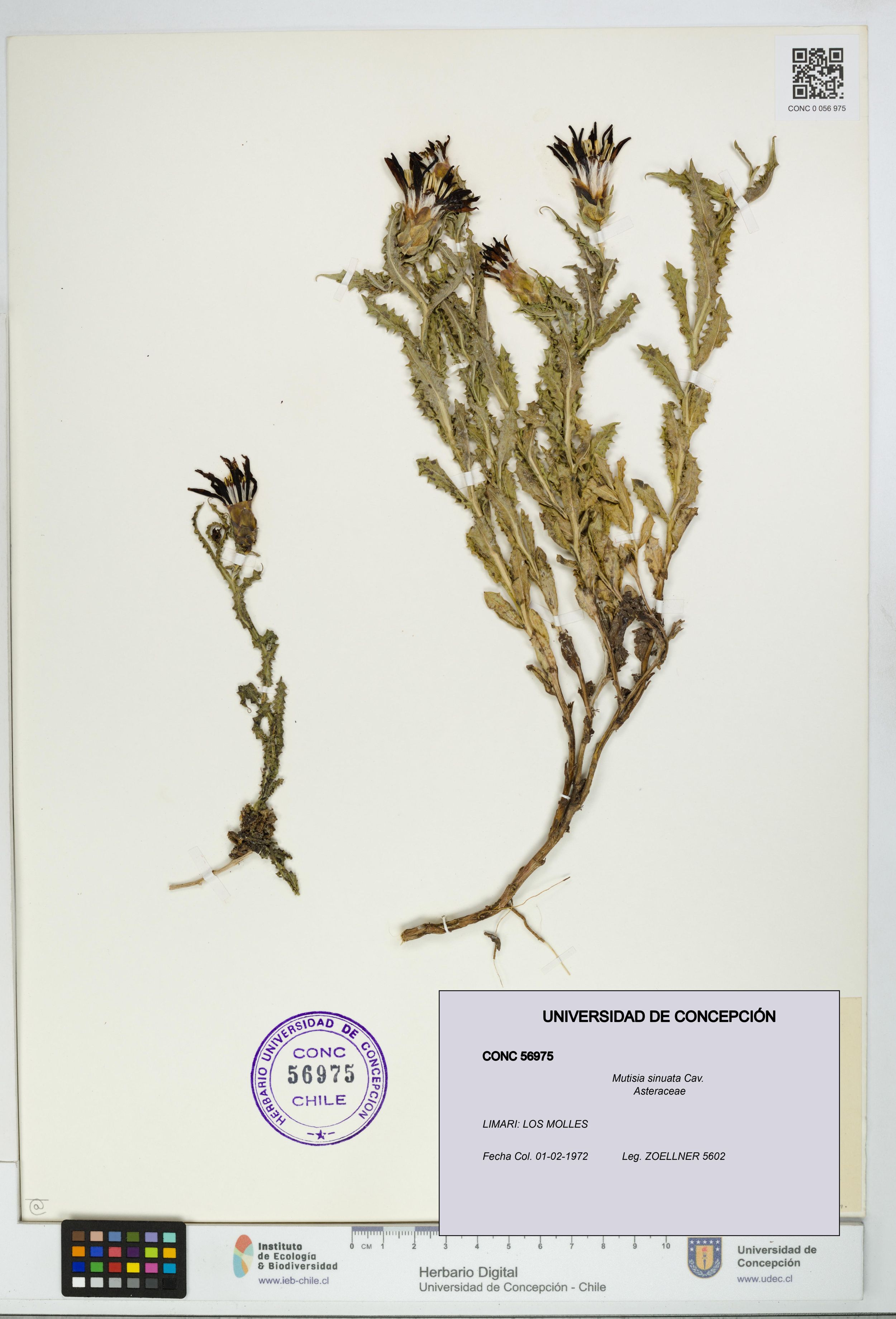 Mutisia sinuata [Espécimen: ]