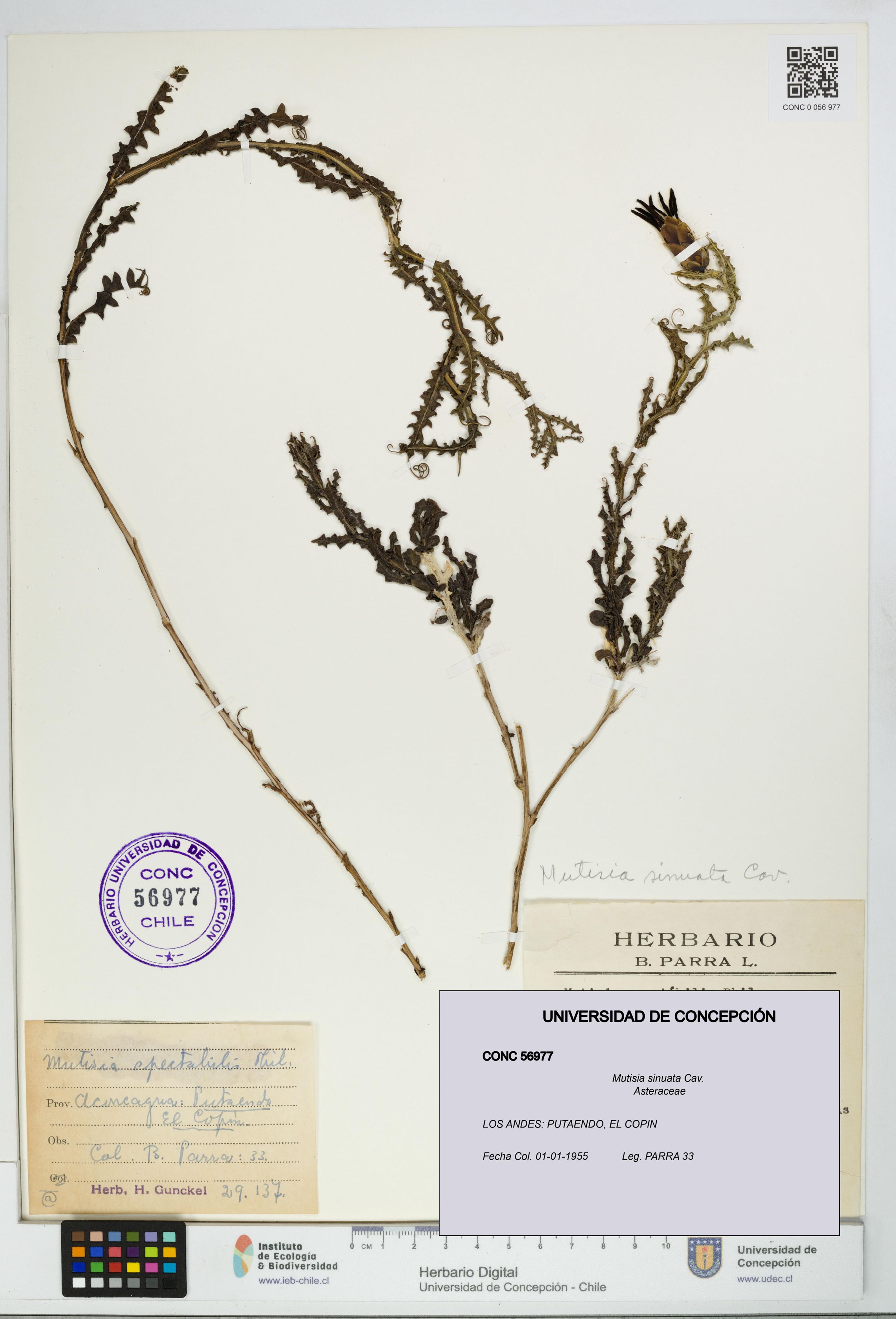 Mutisia sinuata [Espécimen: ]