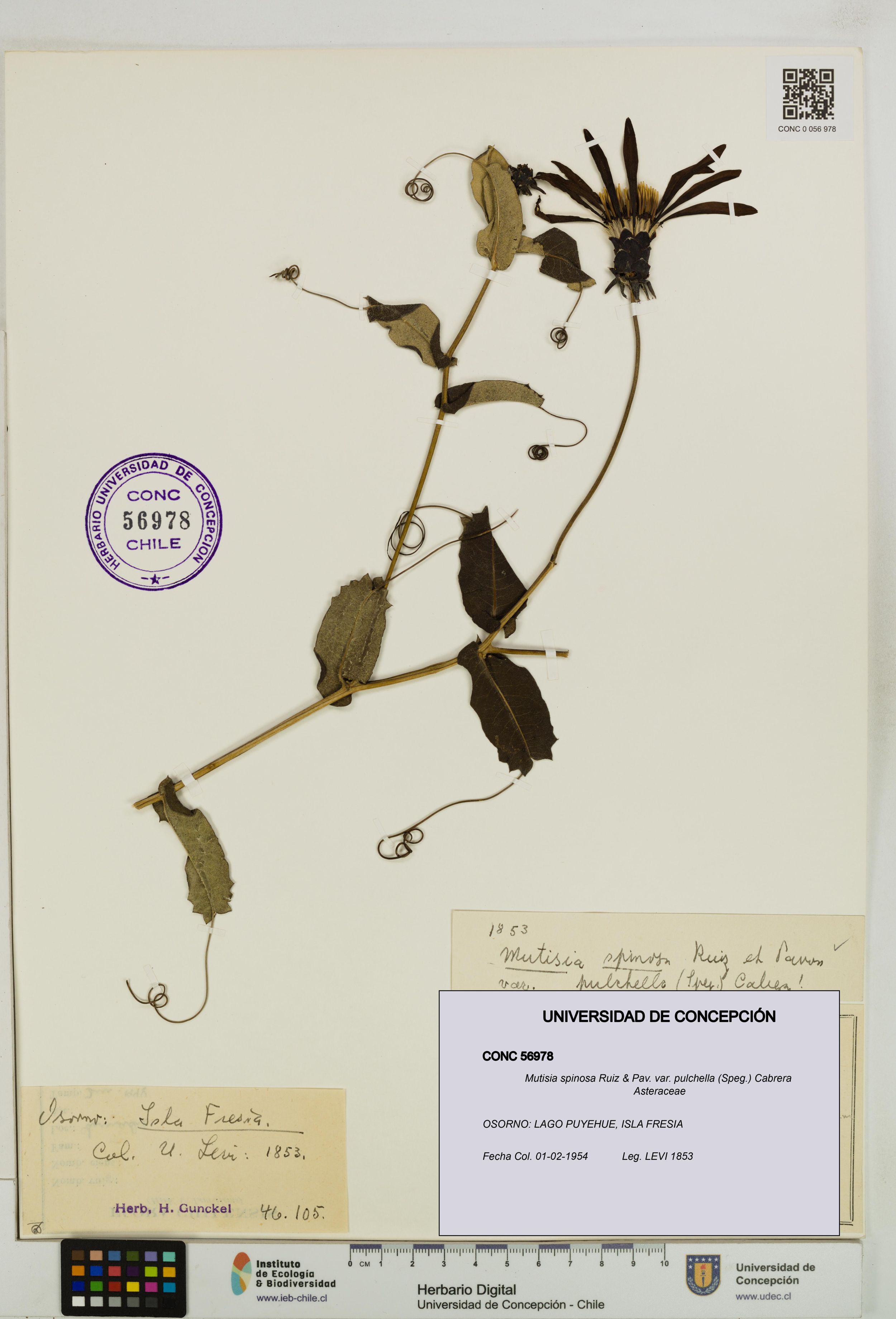 Mutisia spinosa var. pulchella [Espécimen: ]