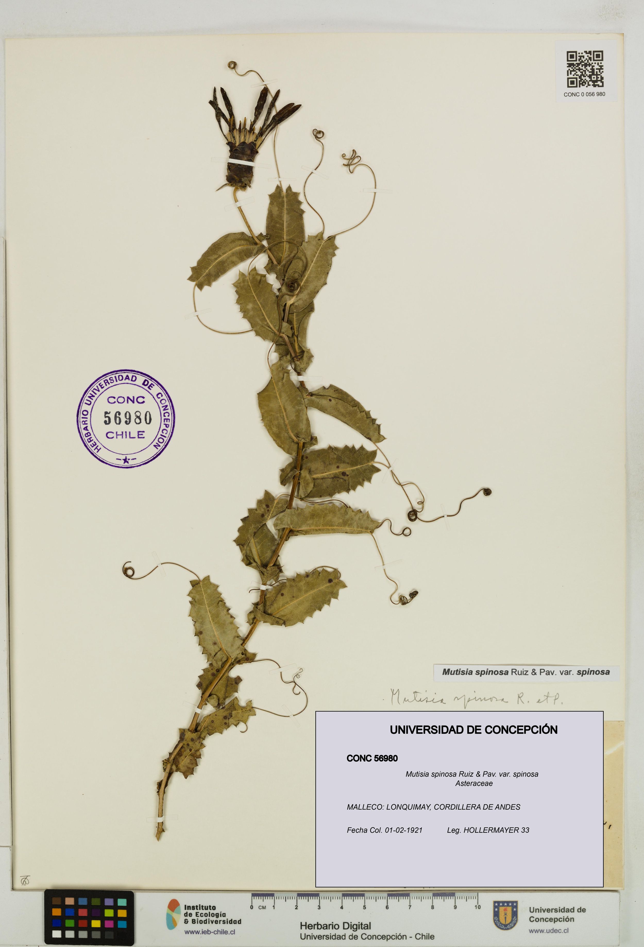 Mutisia spinosa var. spinosa [Espécimen: ]