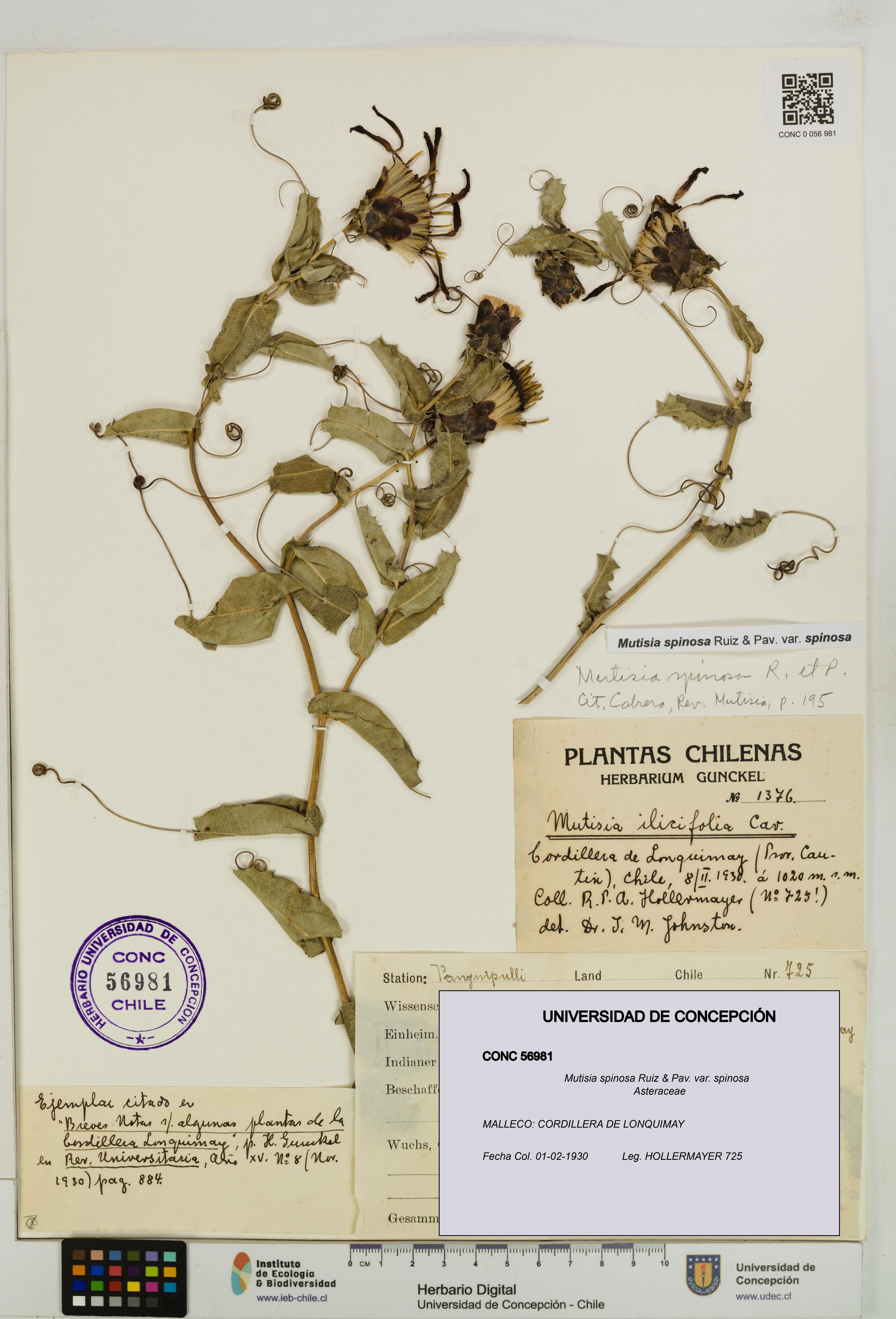 Mutisia spinosa var. spinosa [Espécimen: ]