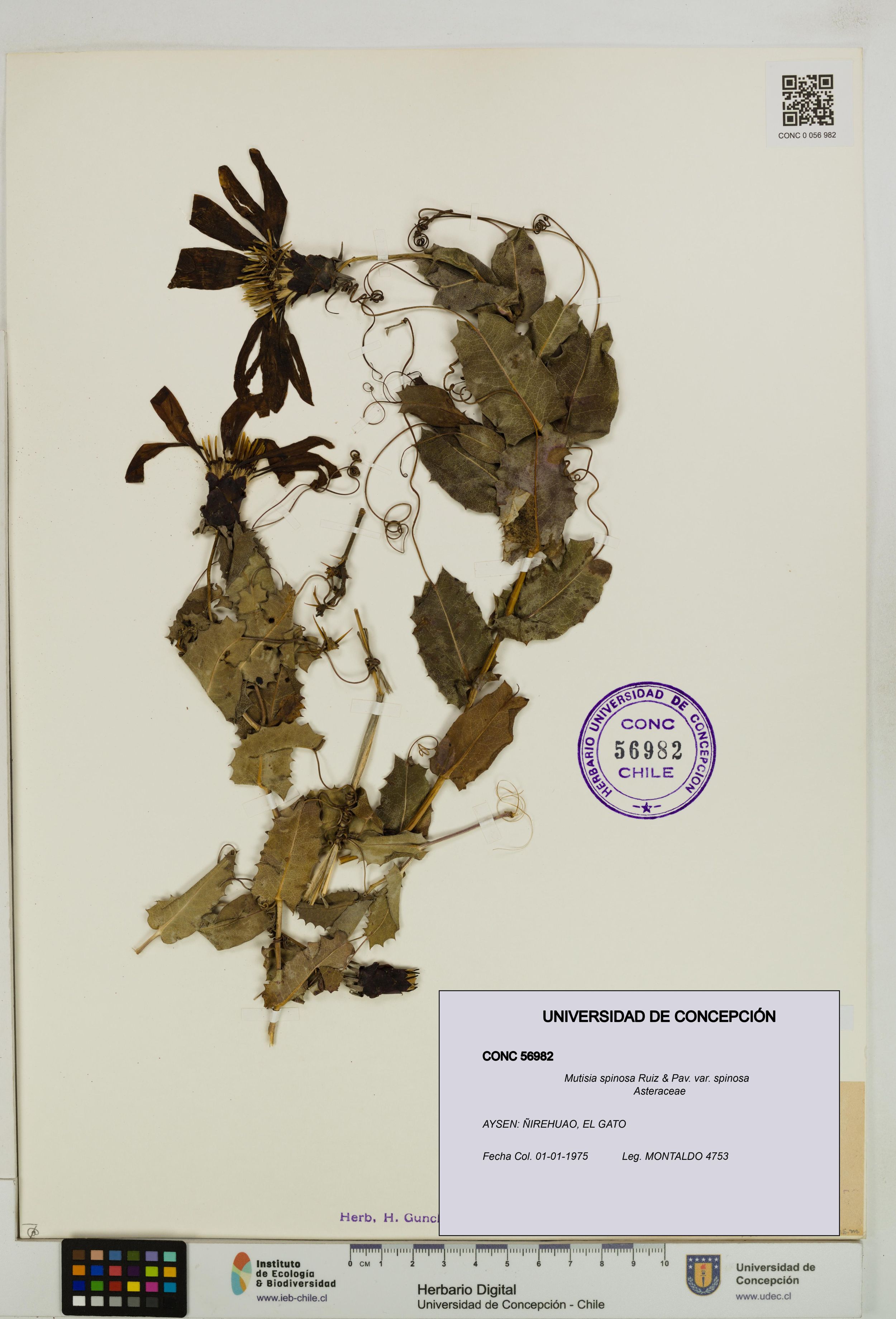 Mutisia spinosa var. spinosa [Espécimen: ]