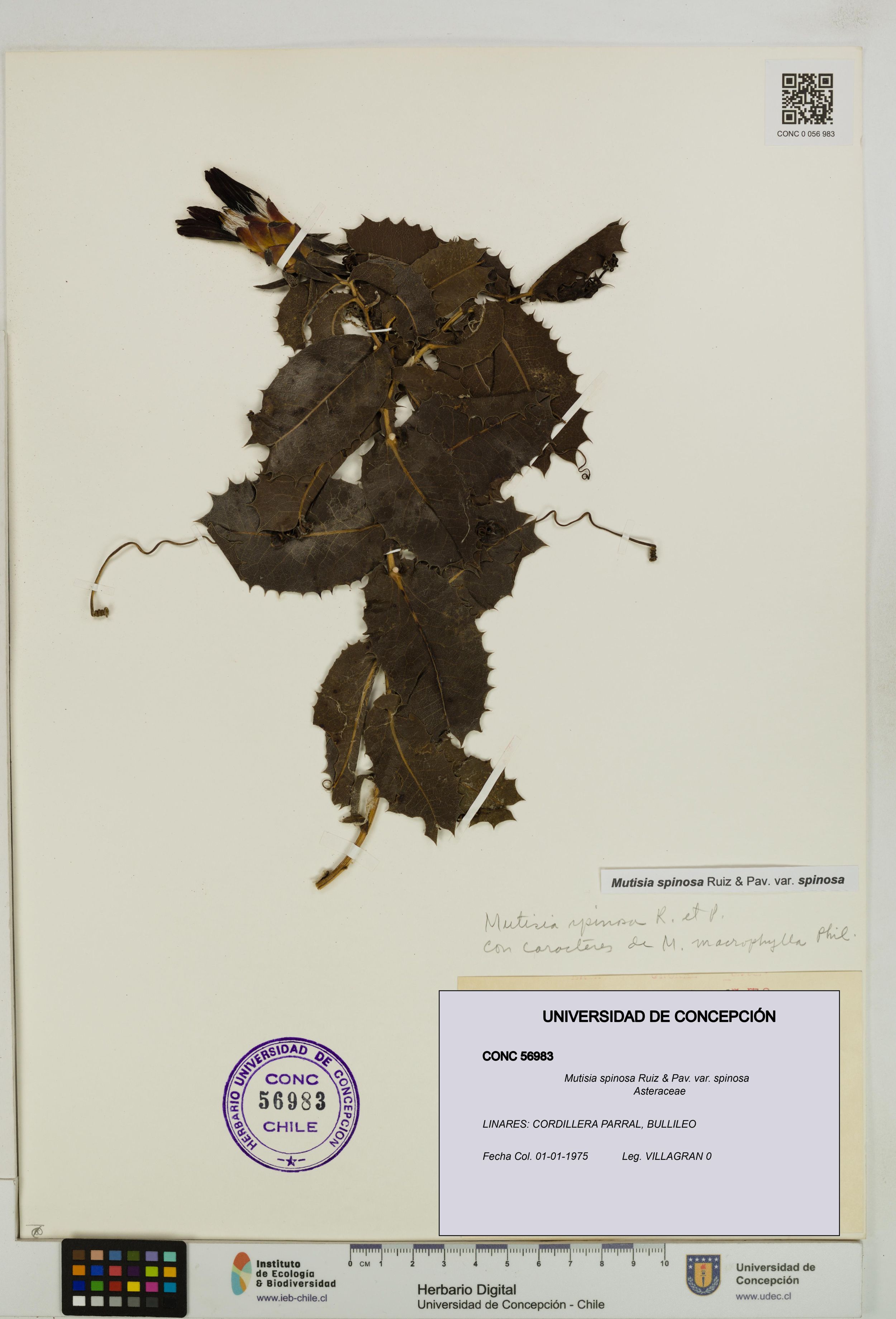 Mutisia spinosa var. spinosa [Espécimen: ]
