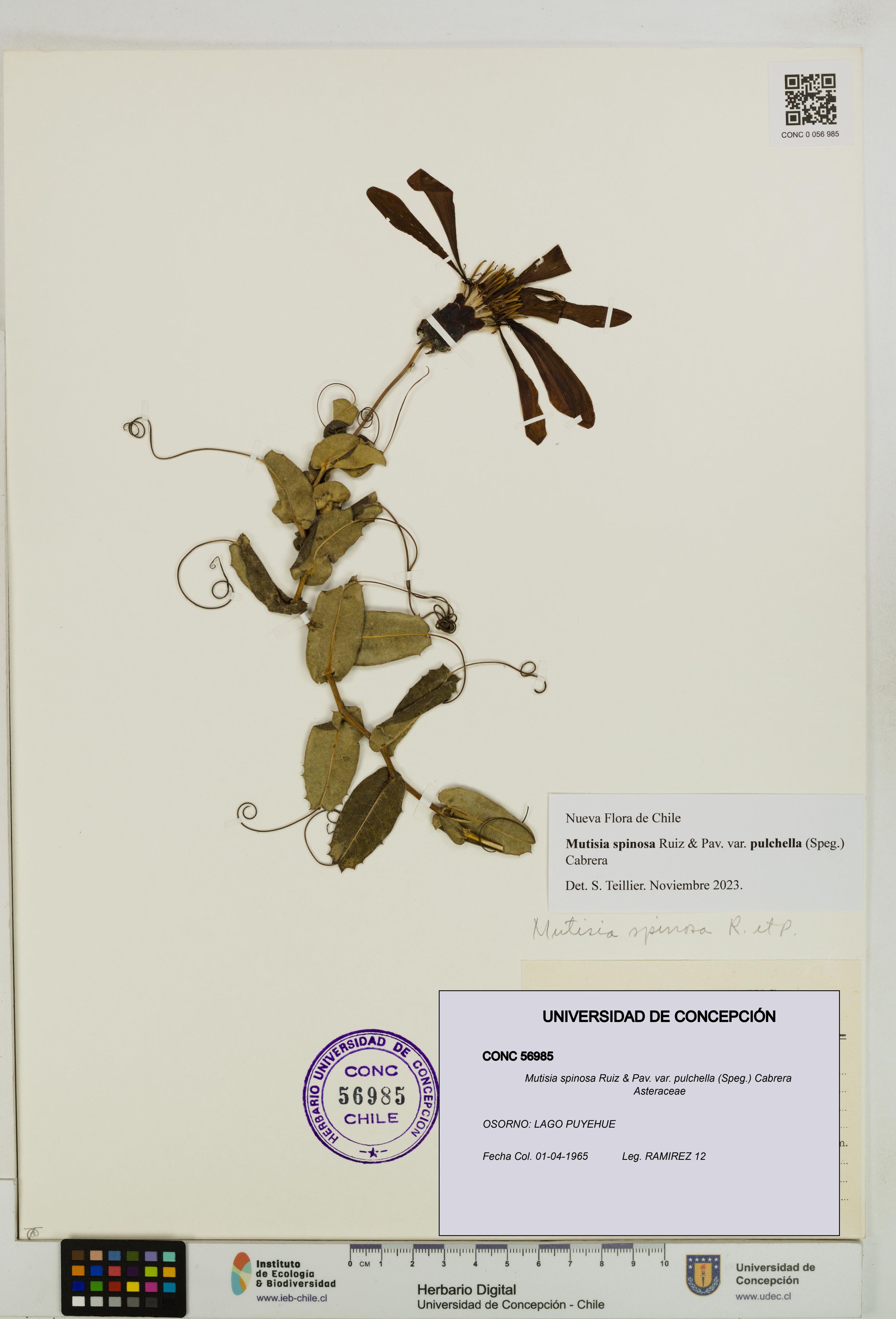 Mutisia spinosa var. pulchella [Espécimen: ]