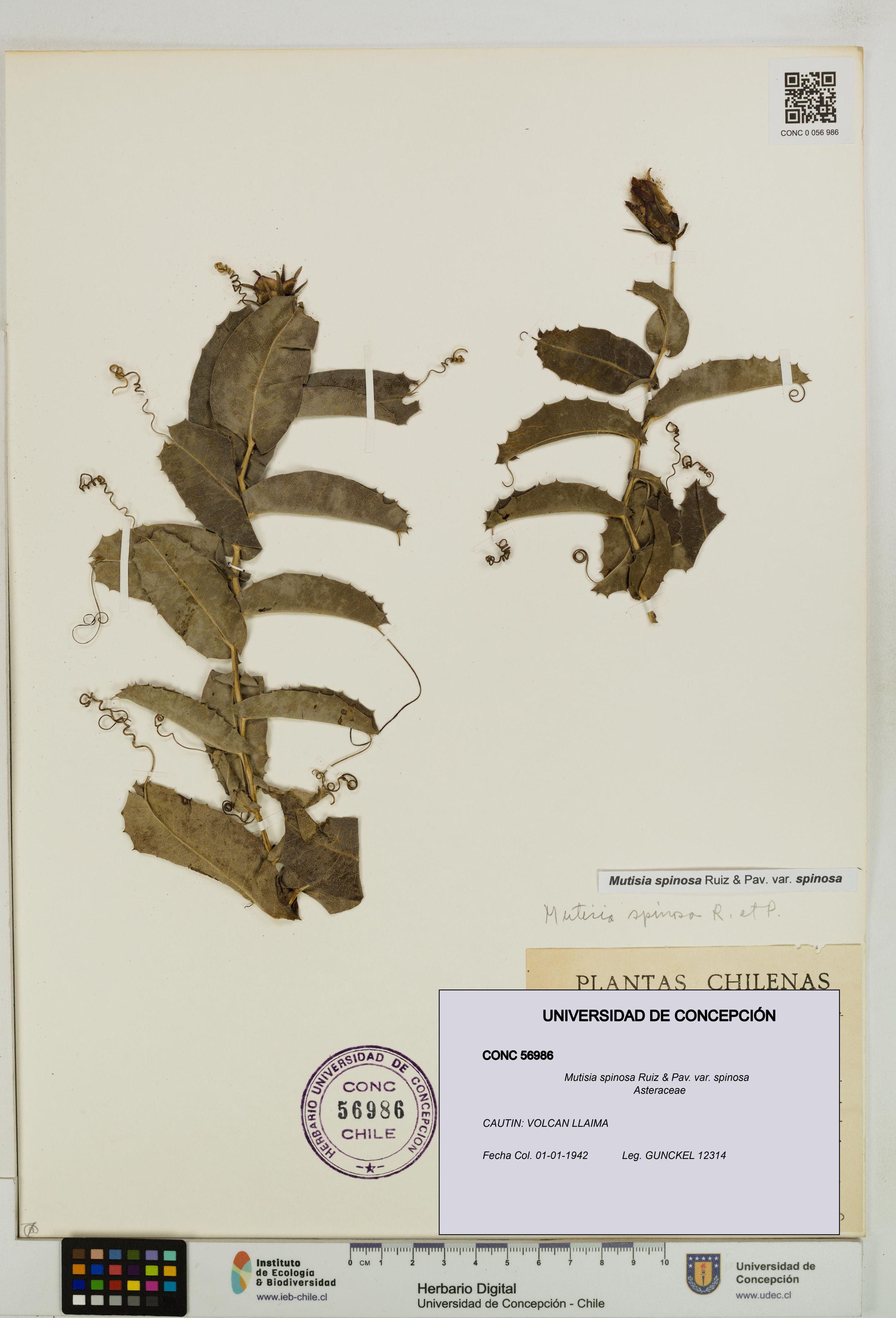 Mutisia spinosa var. spinosa [Espécimen: ]