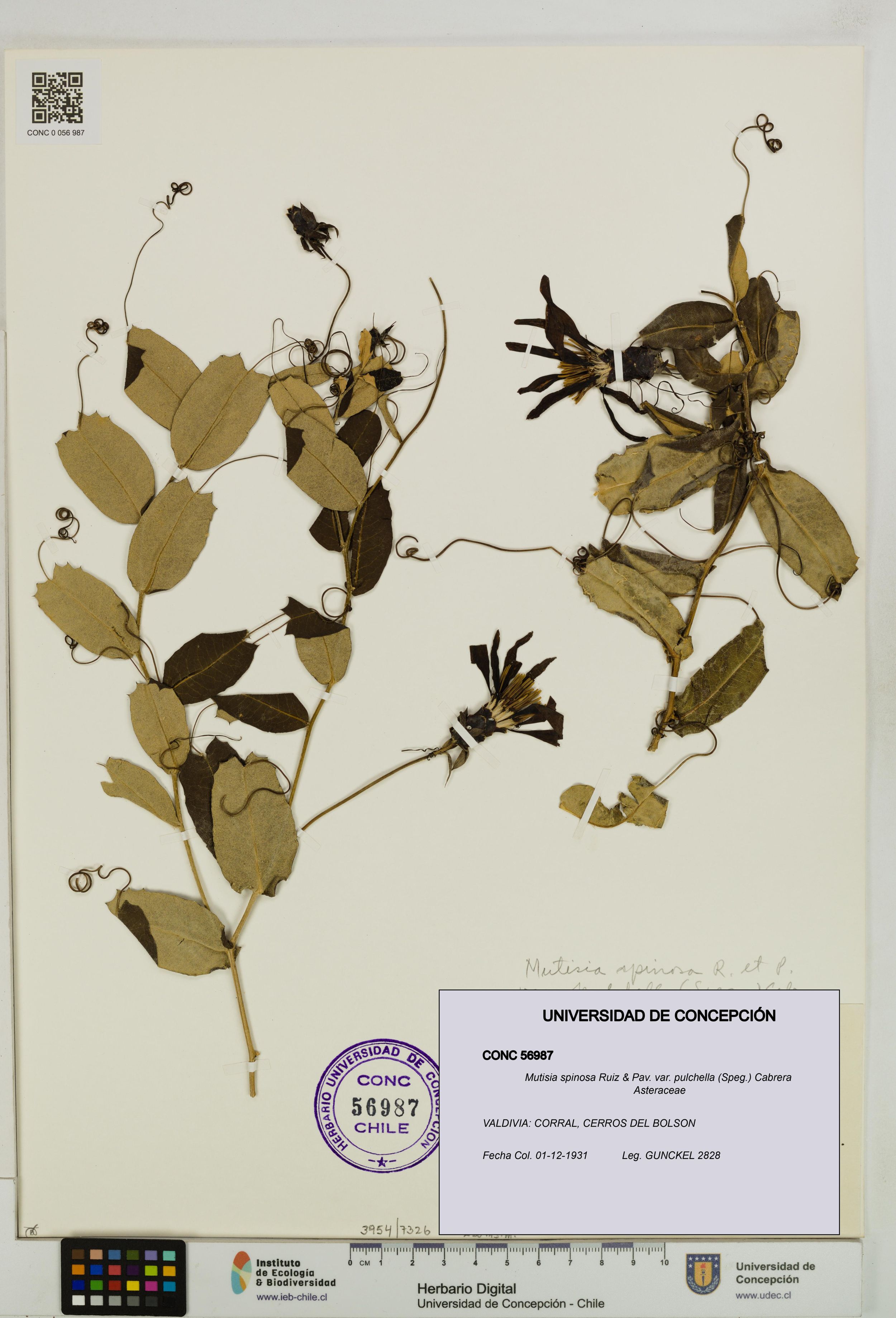 Mutisia spinosa var. pulchella [Espécimen: ]