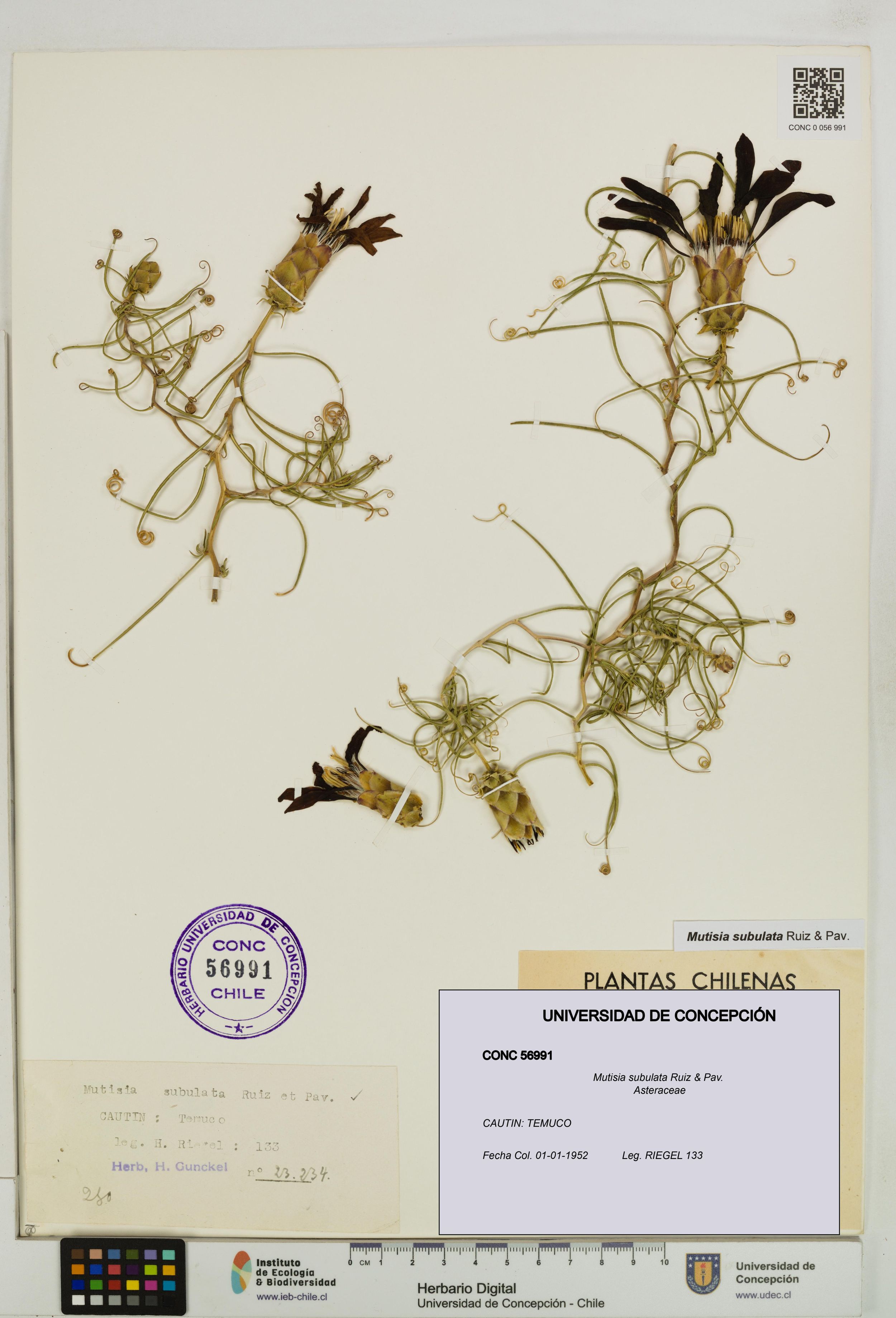 Mutisia subulata [Espécimen: ]