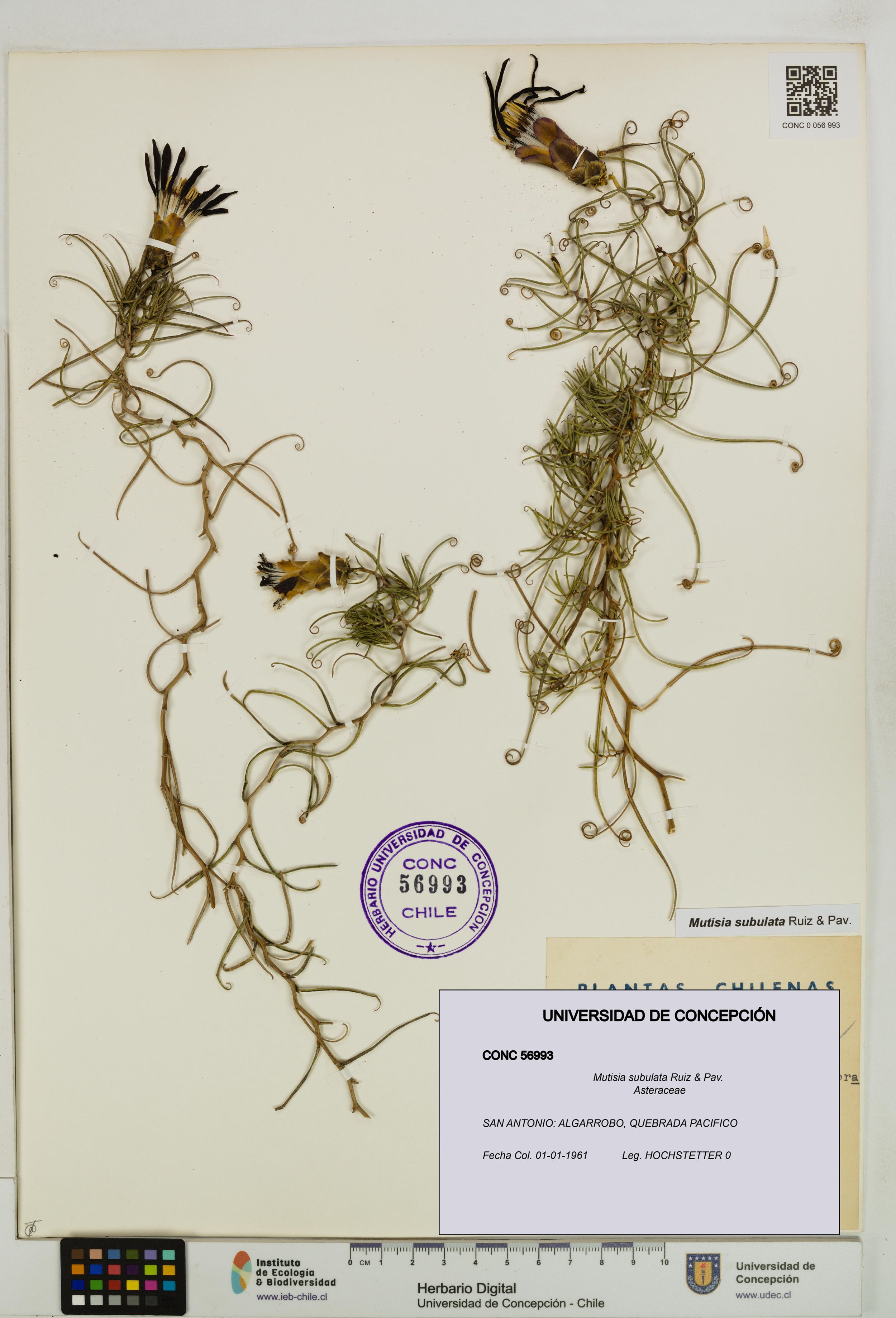 Mutisia subulata [Espécimen: ]