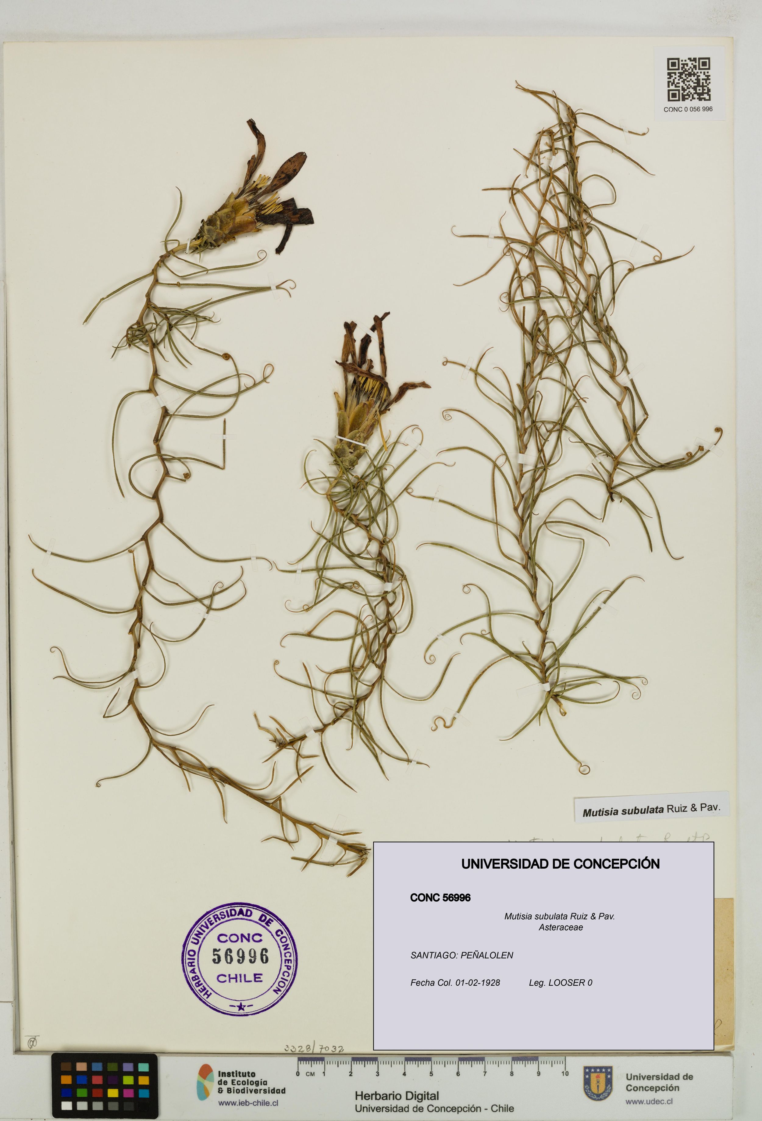Mutisia subulata [Espécimen: ]