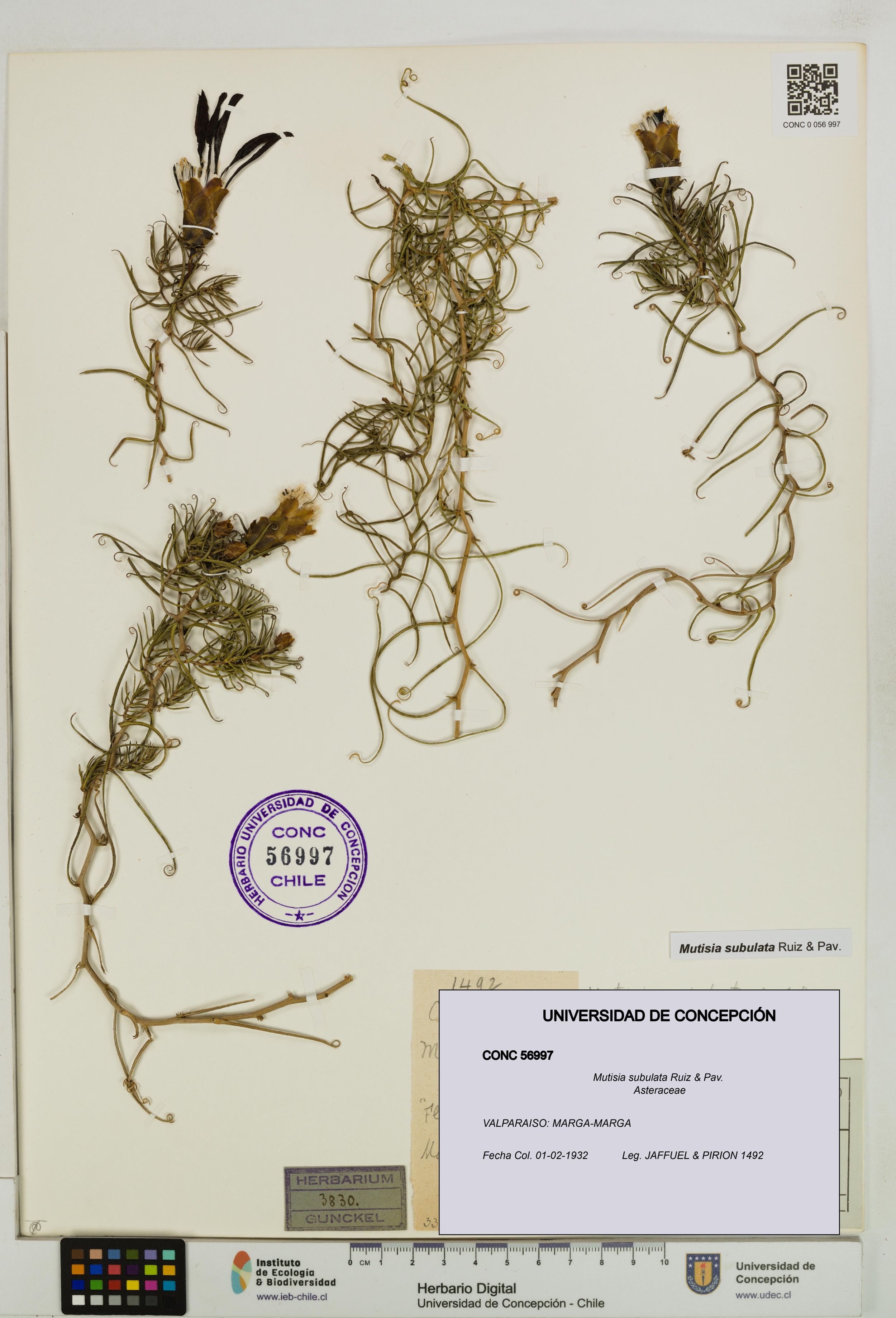Mutisia subulata [Espécimen: ]