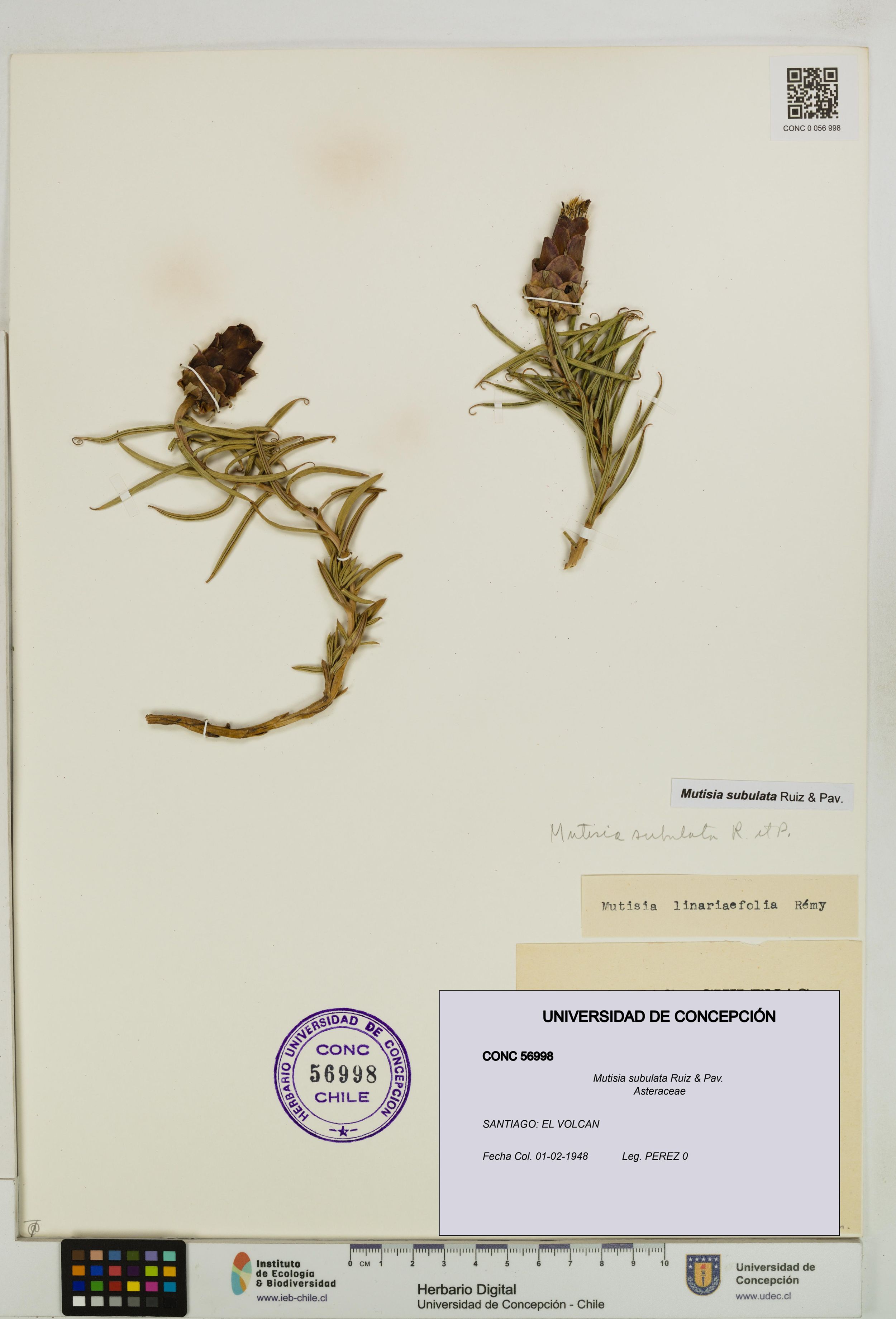 Mutisia subulata [Espécimen: ]
