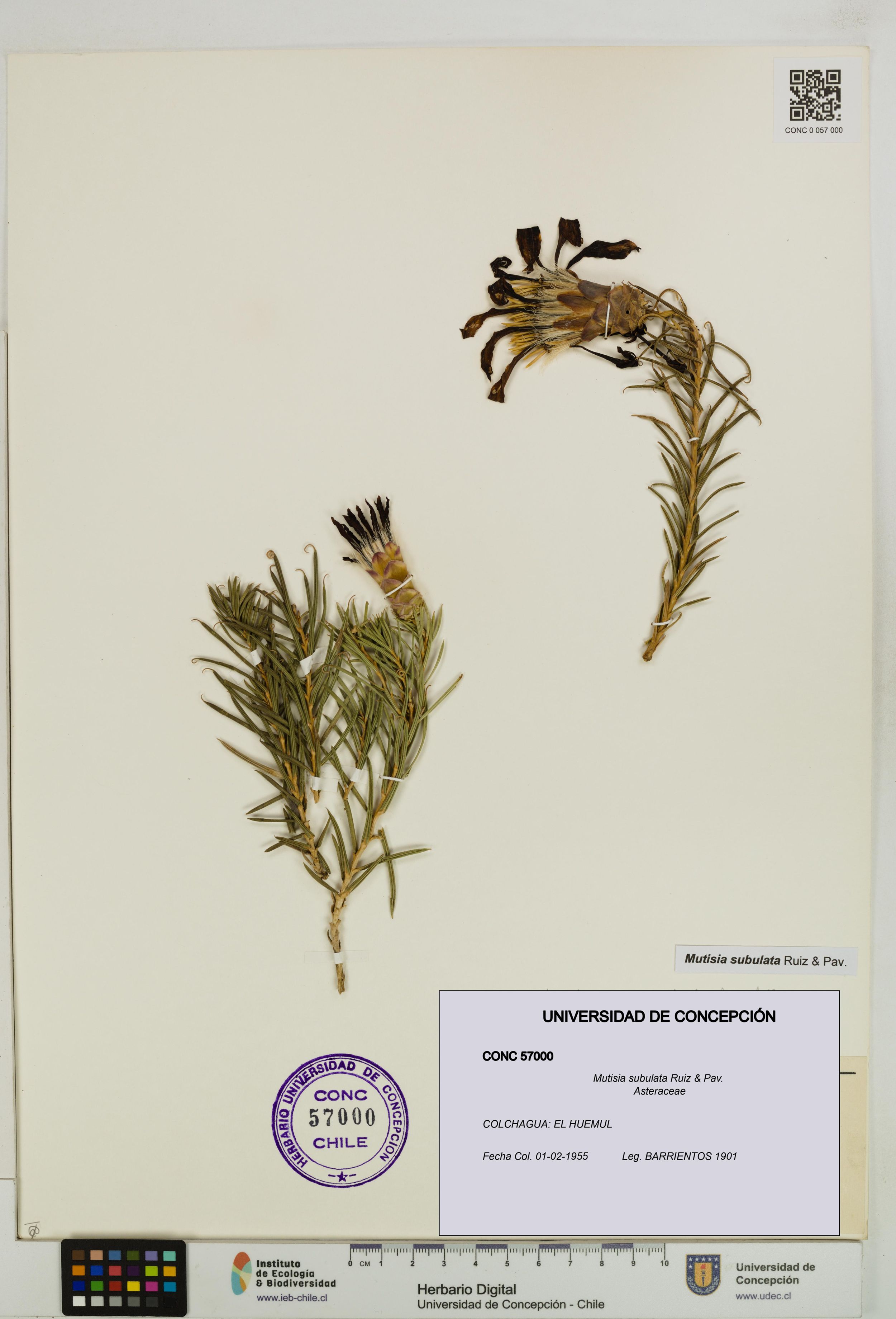 Mutisia subulata [Espécimen: ]