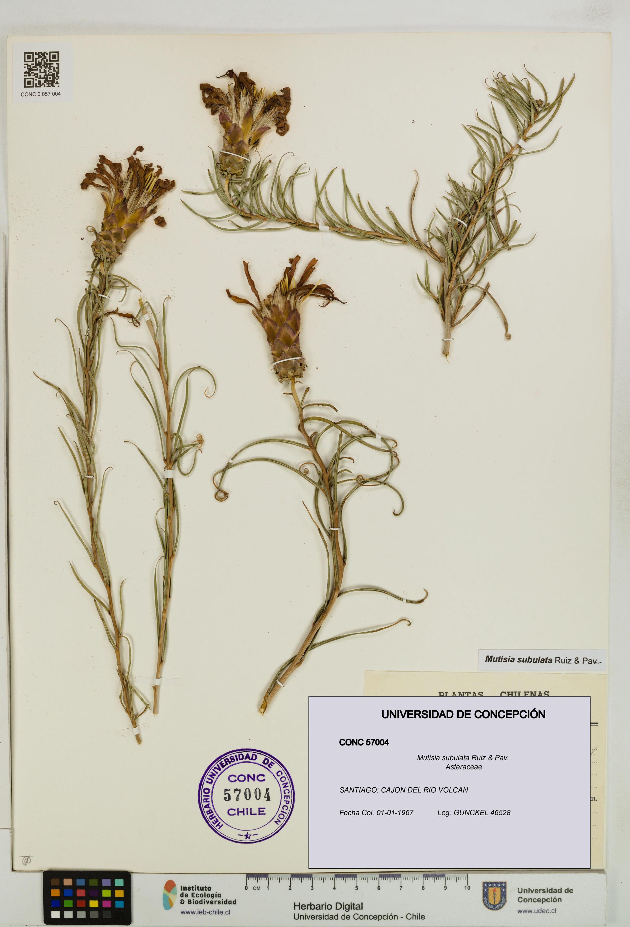 Mutisia subulata [Espécimen: ]