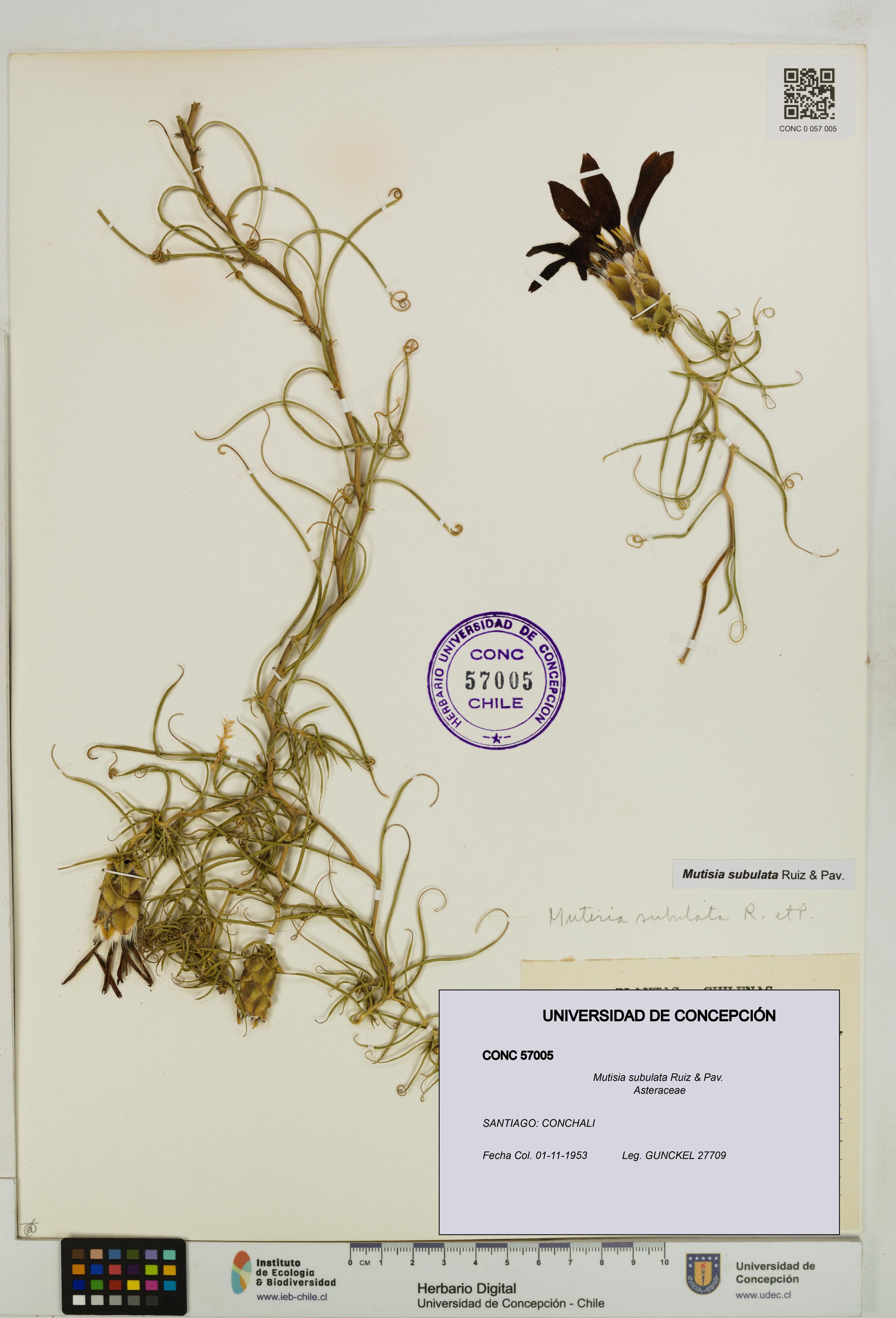 Mutisia subulata [Espécimen: ]