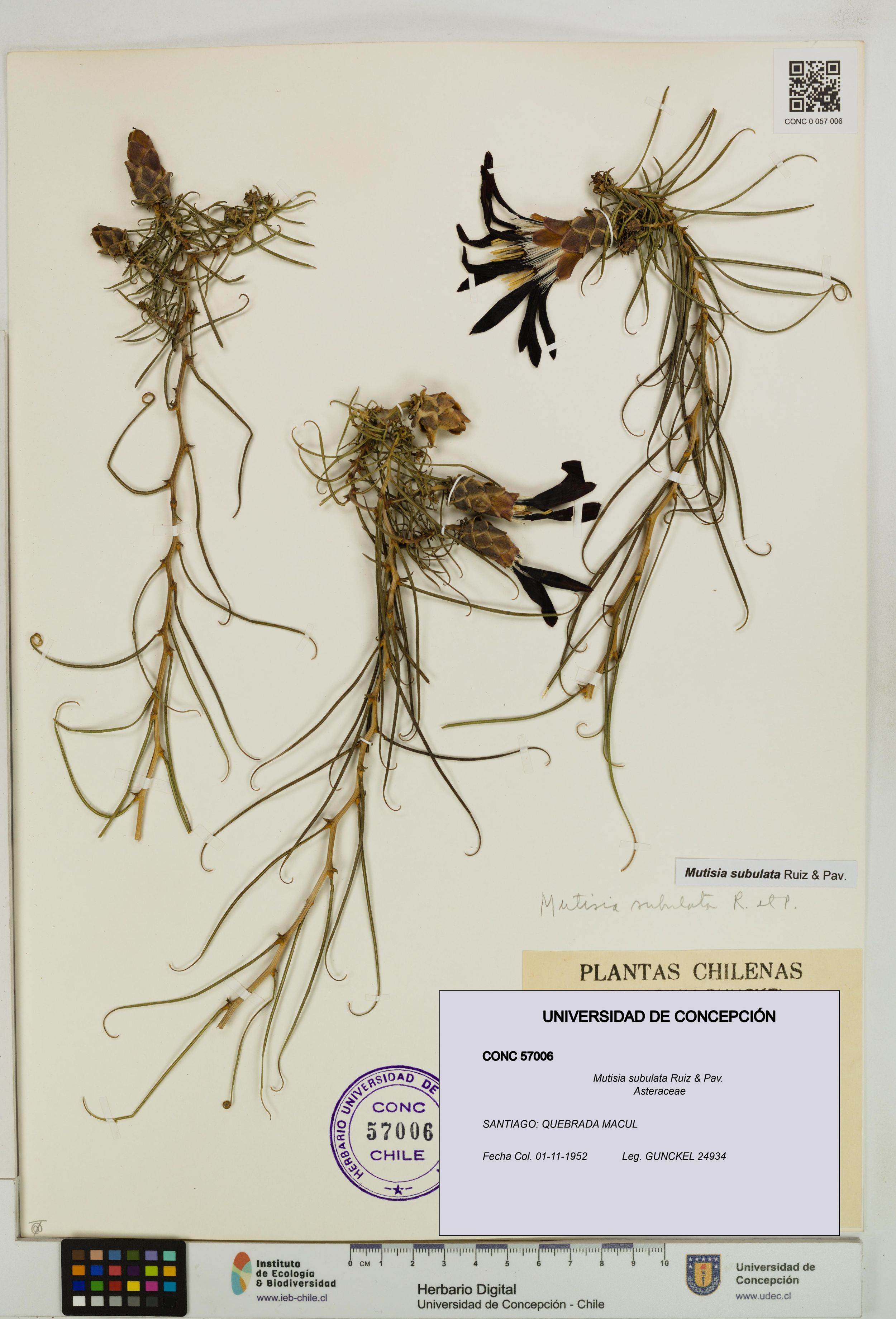 Mutisia subulata [Espécimen: ]