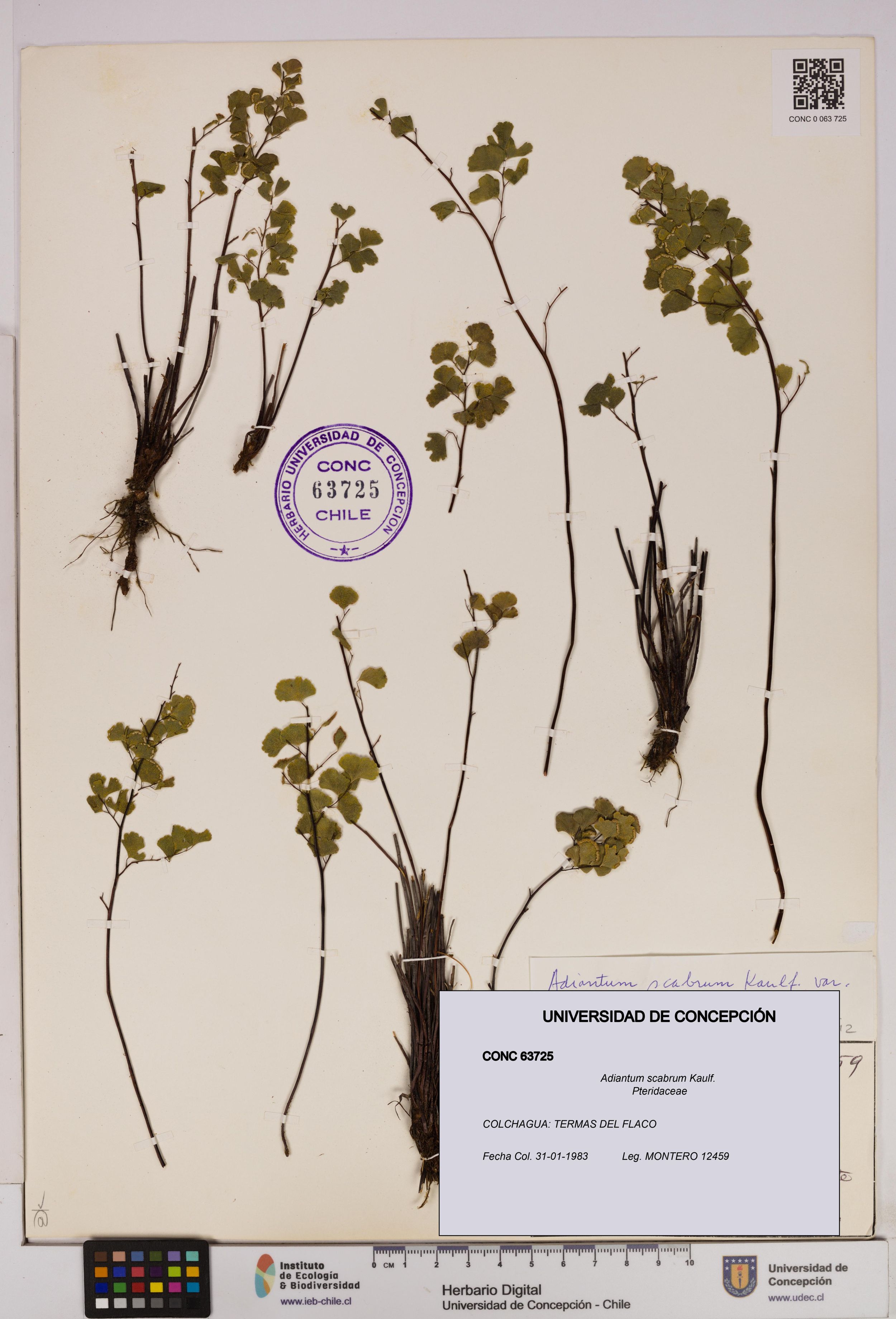 Adiantum scabrum [Espécimen: ]