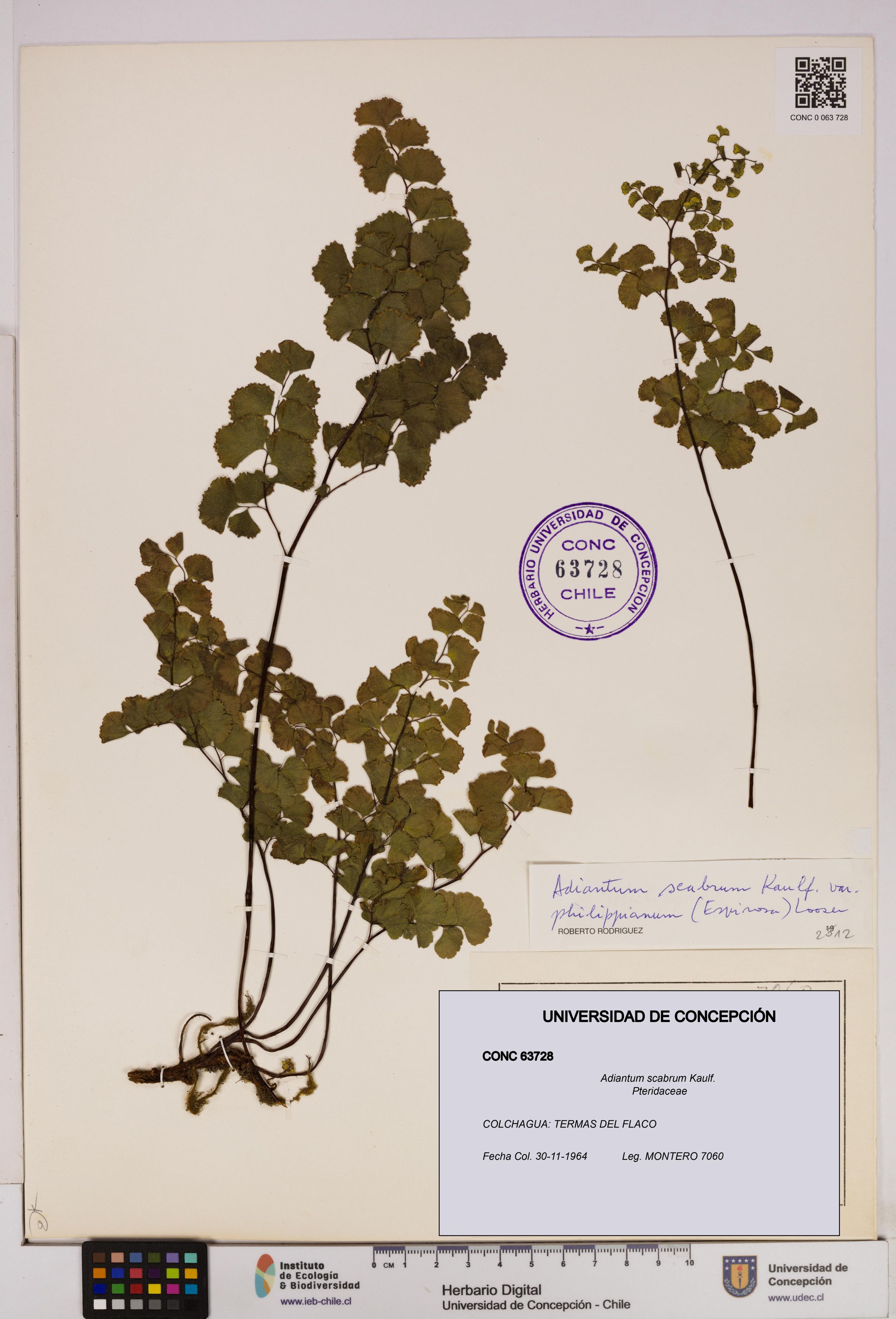 Adiantum scabrum [Espécimen: ]