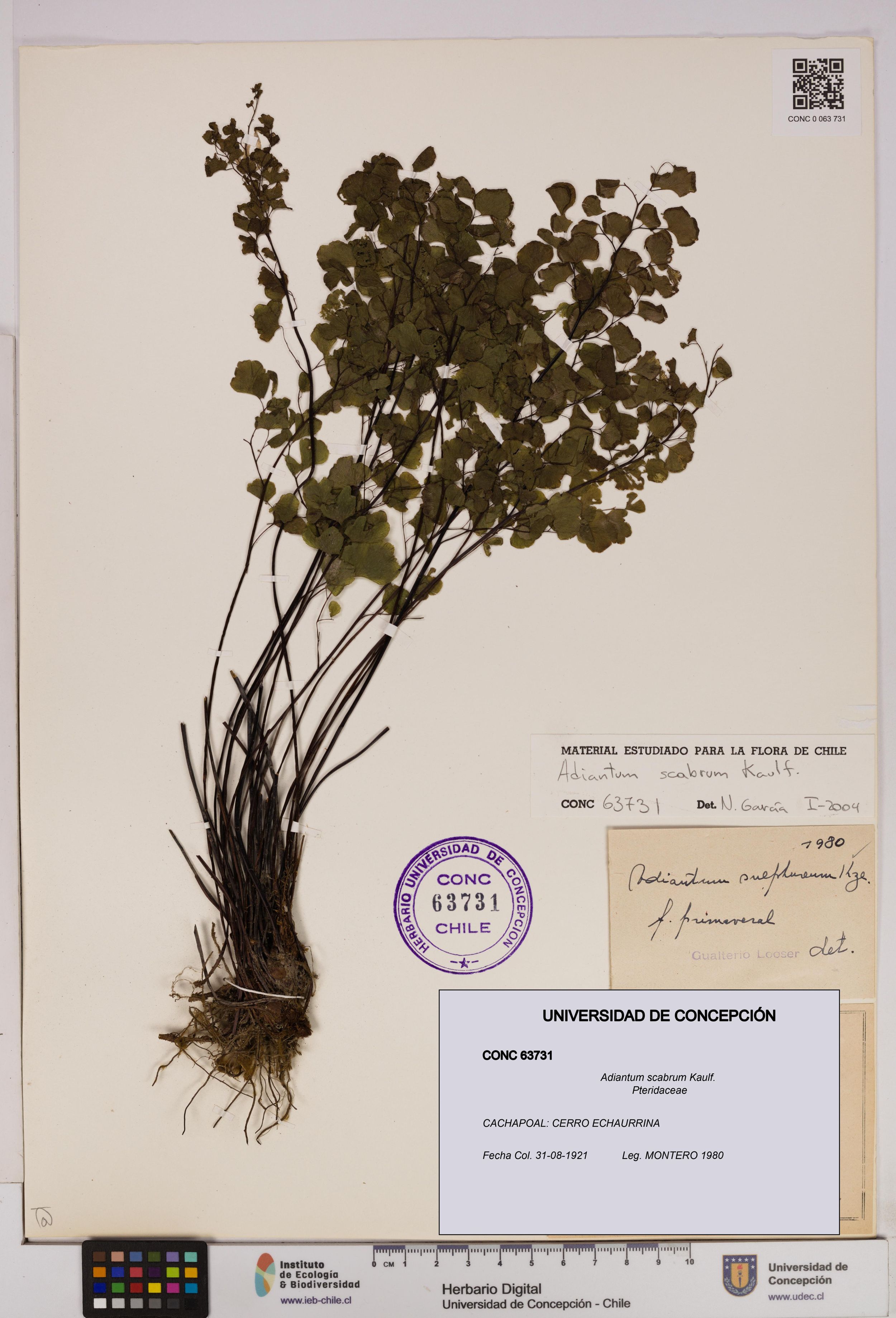 Adiantum scabrum [Espécimen: ]