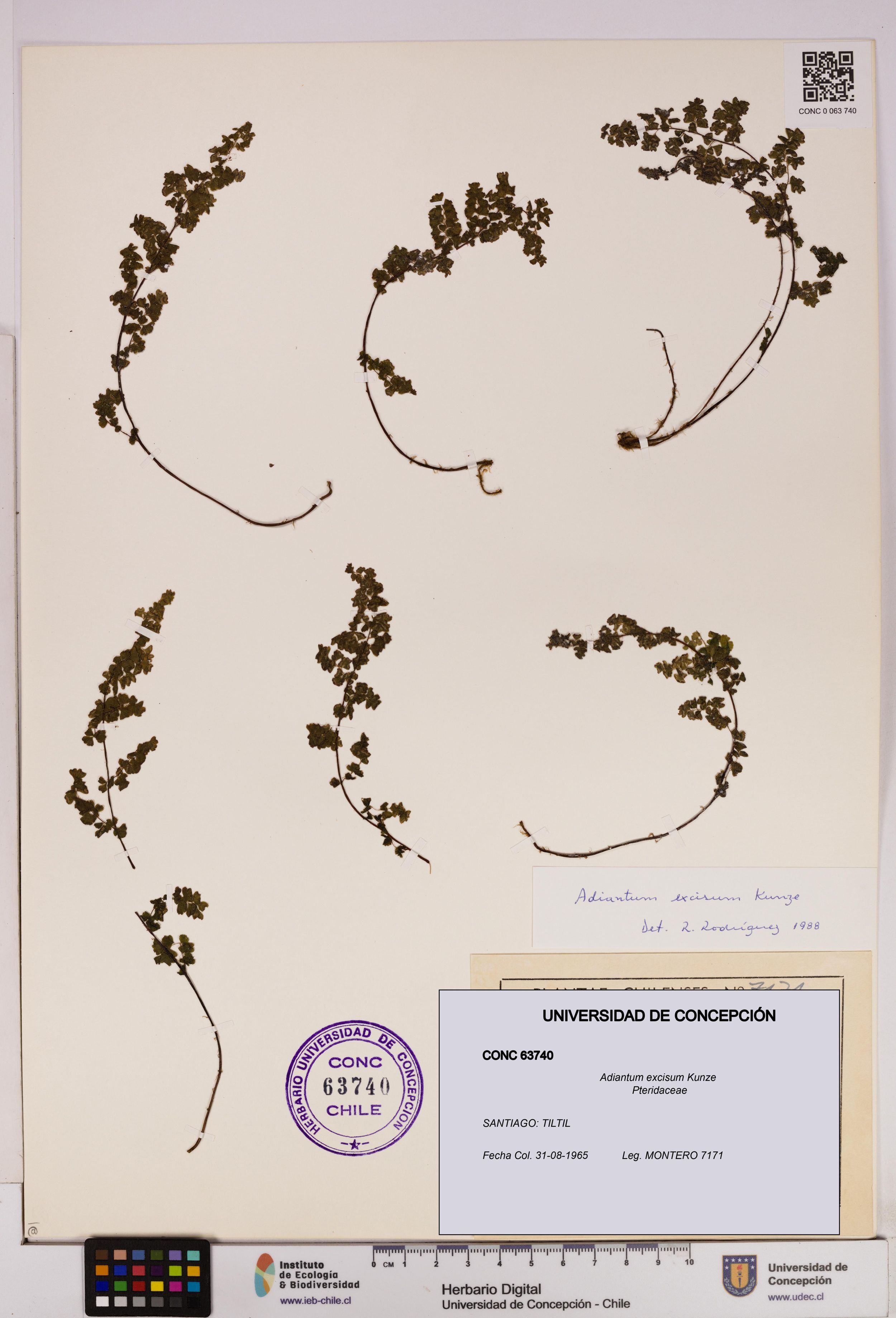 Adiantum excisum [Espécimen: ]
