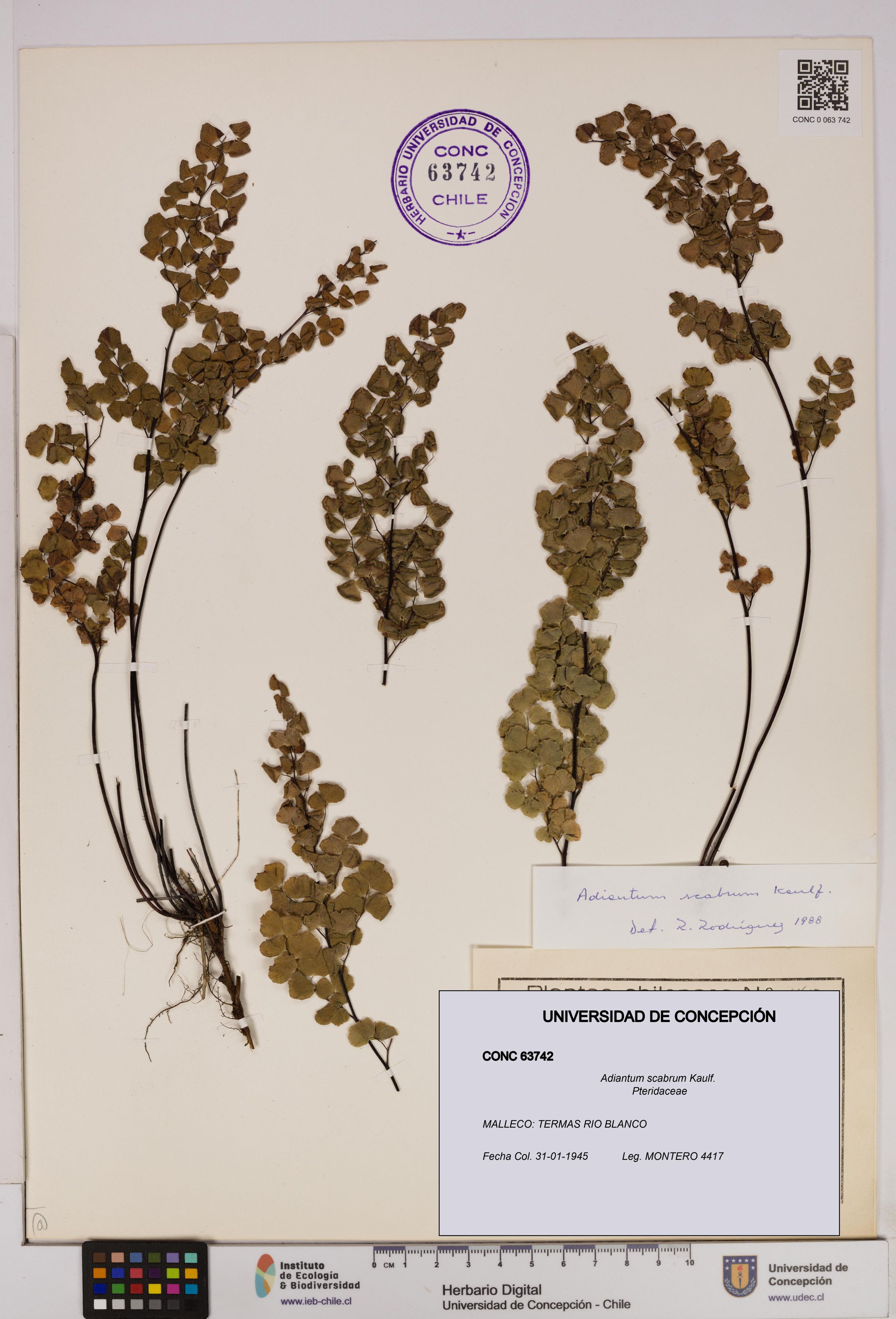 Adiantum scabrum [Espécimen: ]