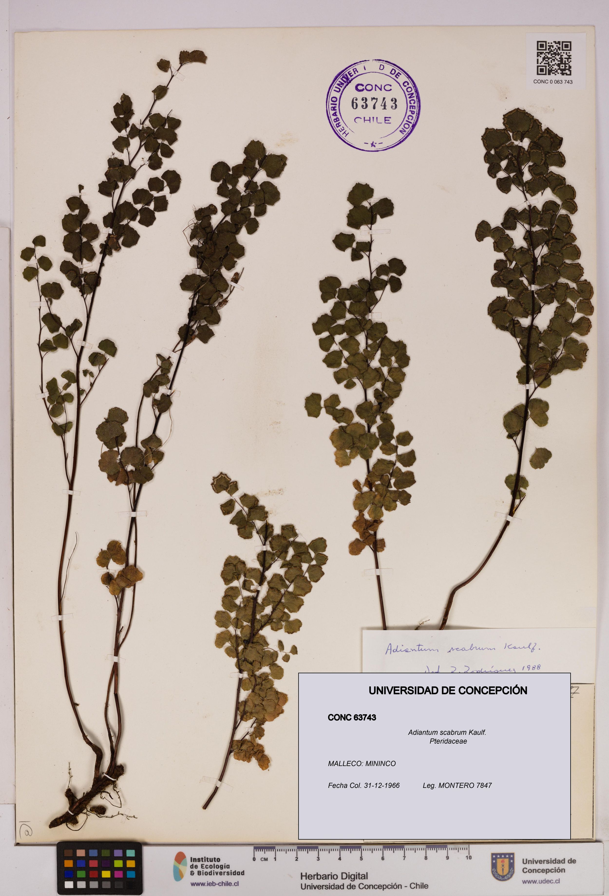 Adiantum scabrum [Espécimen: ]