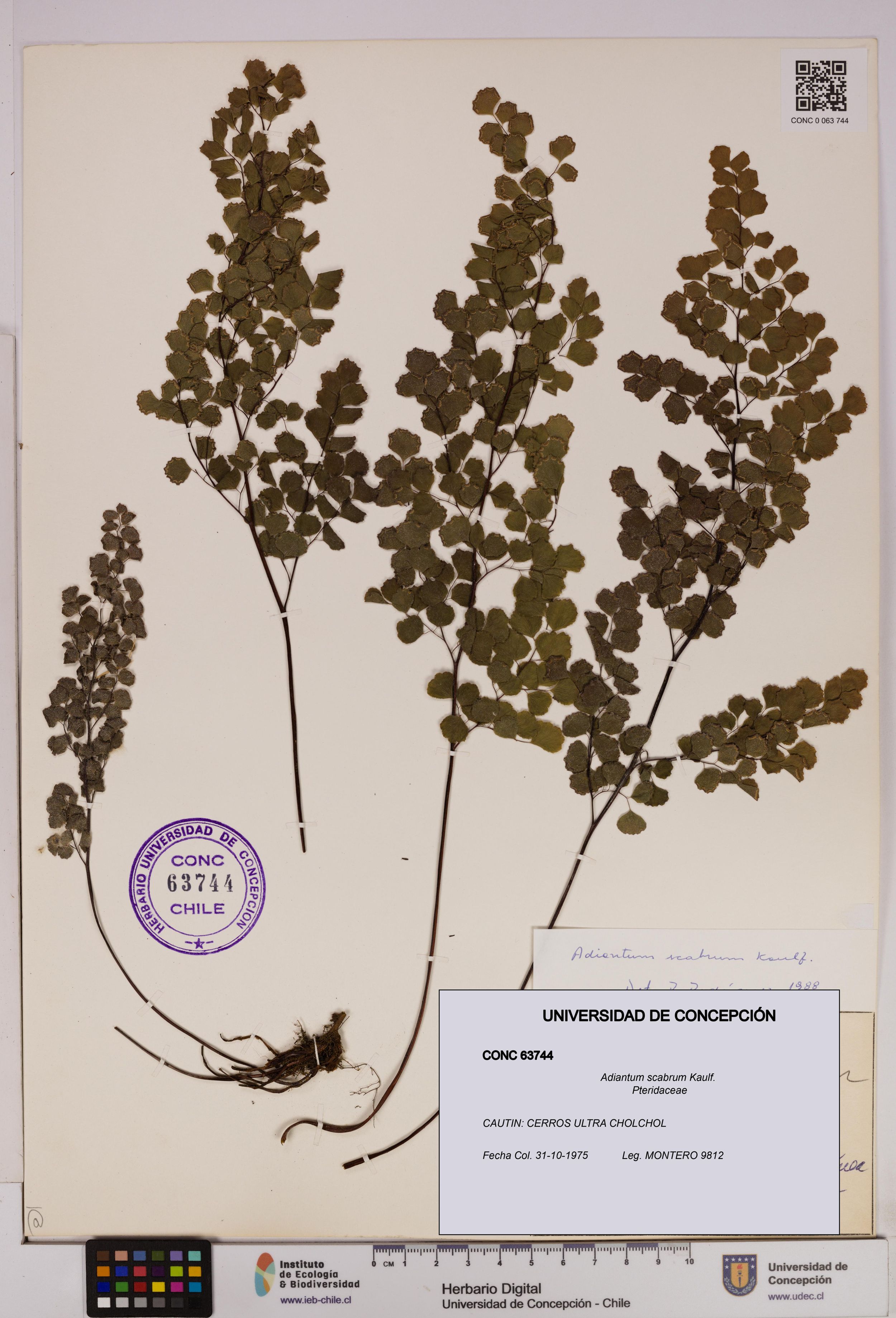 Adiantum scabrum [Espécimen: ]