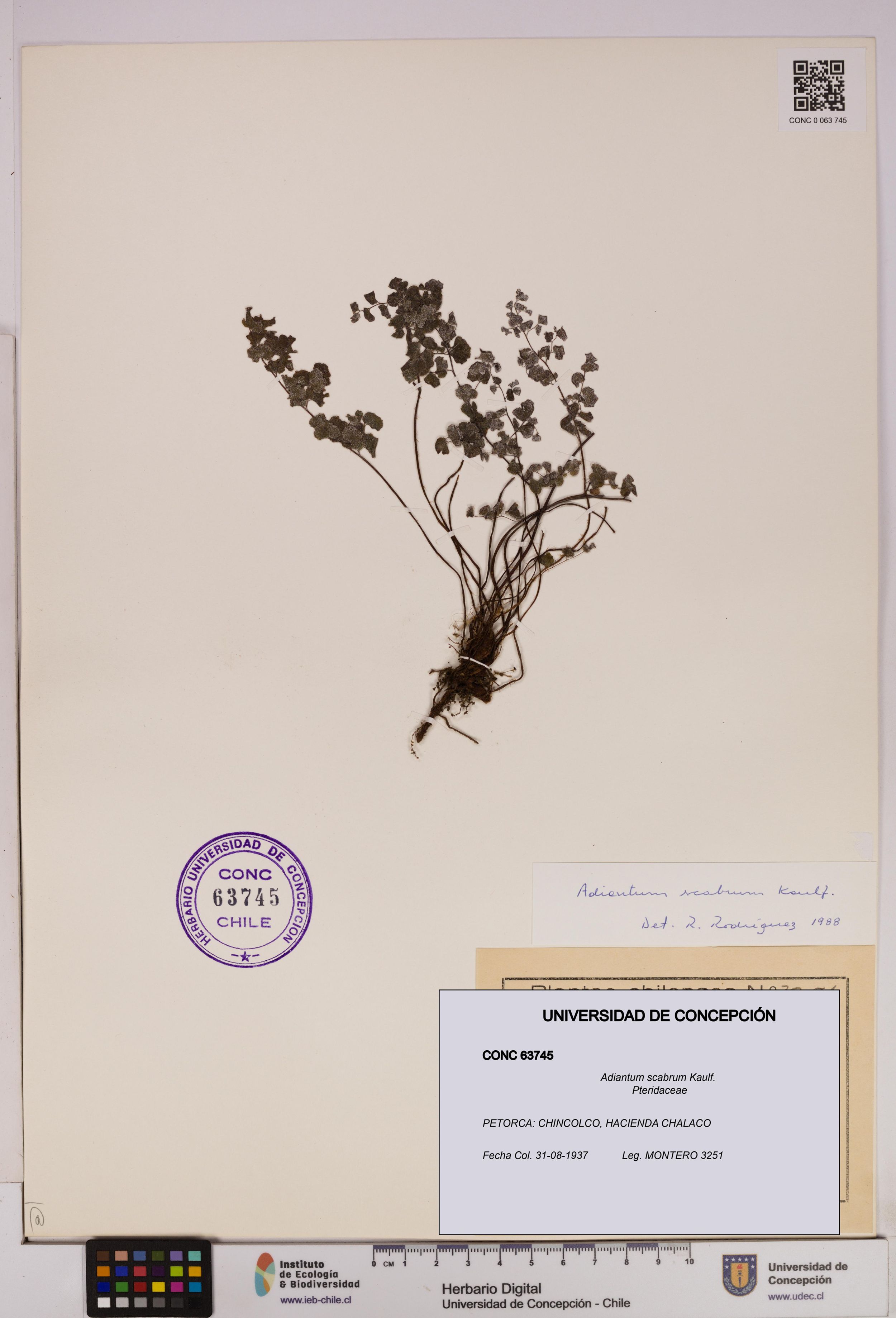 Adiantum scabrum [Espécimen: ]
