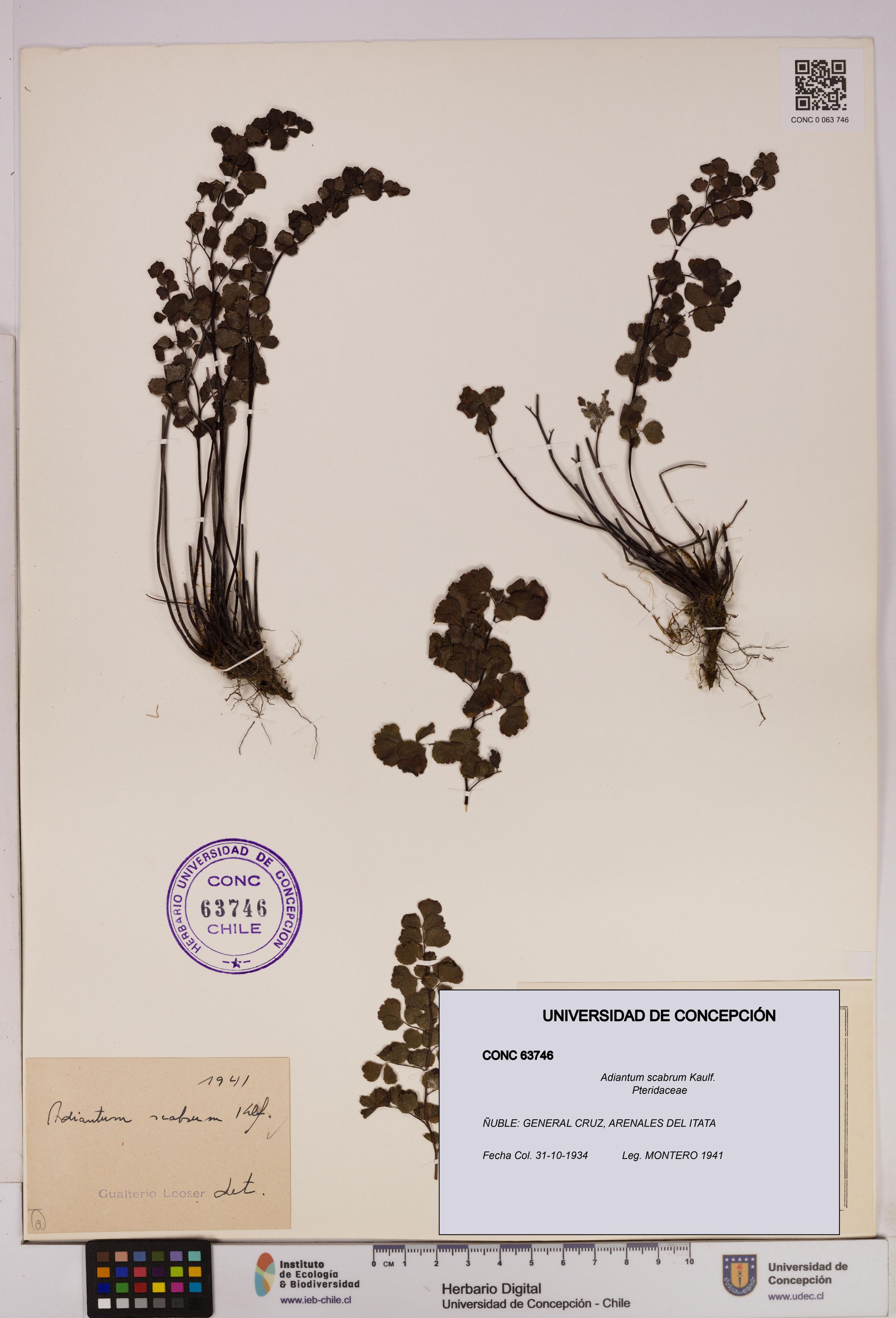 Adiantum scabrum [Espécimen: ]